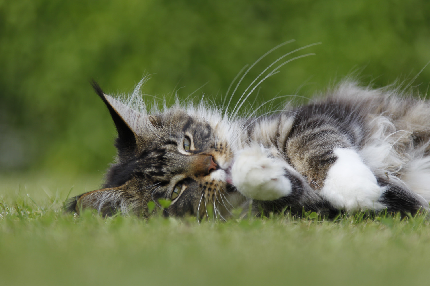 Canon EOS-1D Mark IV sample photo. Apollo main coon photography