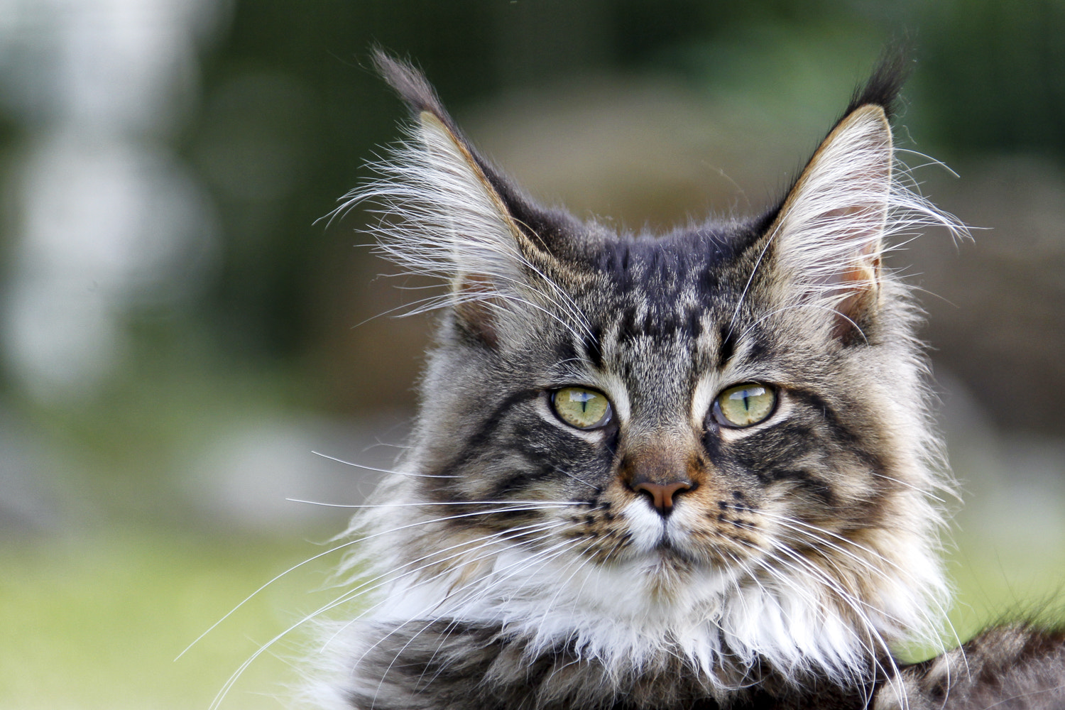 Canon EOS-1D Mark IV + Canon EF 28-300mm F3.5-5.6L IS USM sample photo. Main coon photography