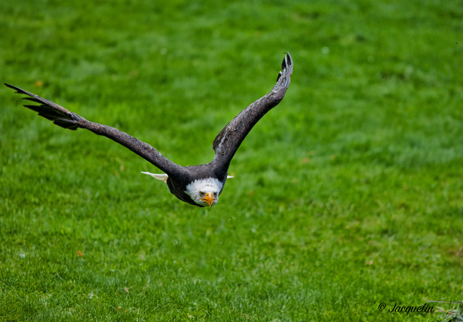 Nikon D3 + AF Nikkor 300mm f/4 IF-ED sample photo. Fly ! photography