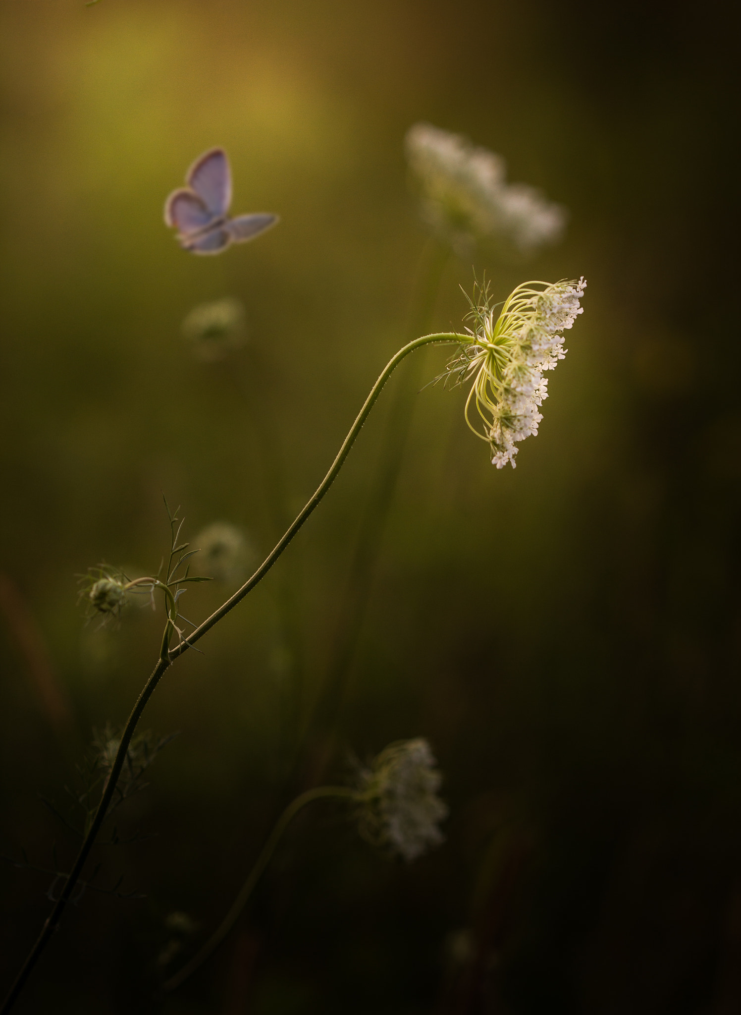 Canon EF 100mm F2.8 Macro USM sample photo. Freedom and peace photography