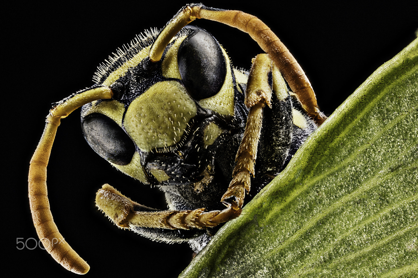 Canon MP-E 65mm F2.5 1-5x Macro Photo sample photo. A friendly wasp photography