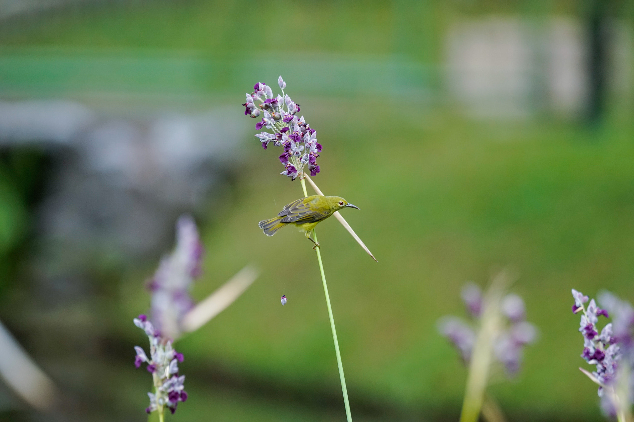 Sony 70-400mm F4-5.6 G SSM II sample photo