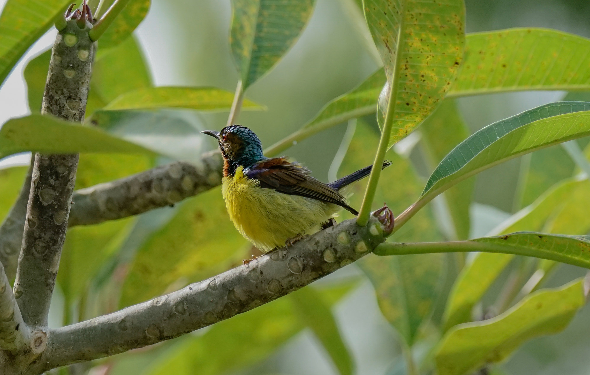Sony 70-400mm F4-5.6 G SSM II sample photo
