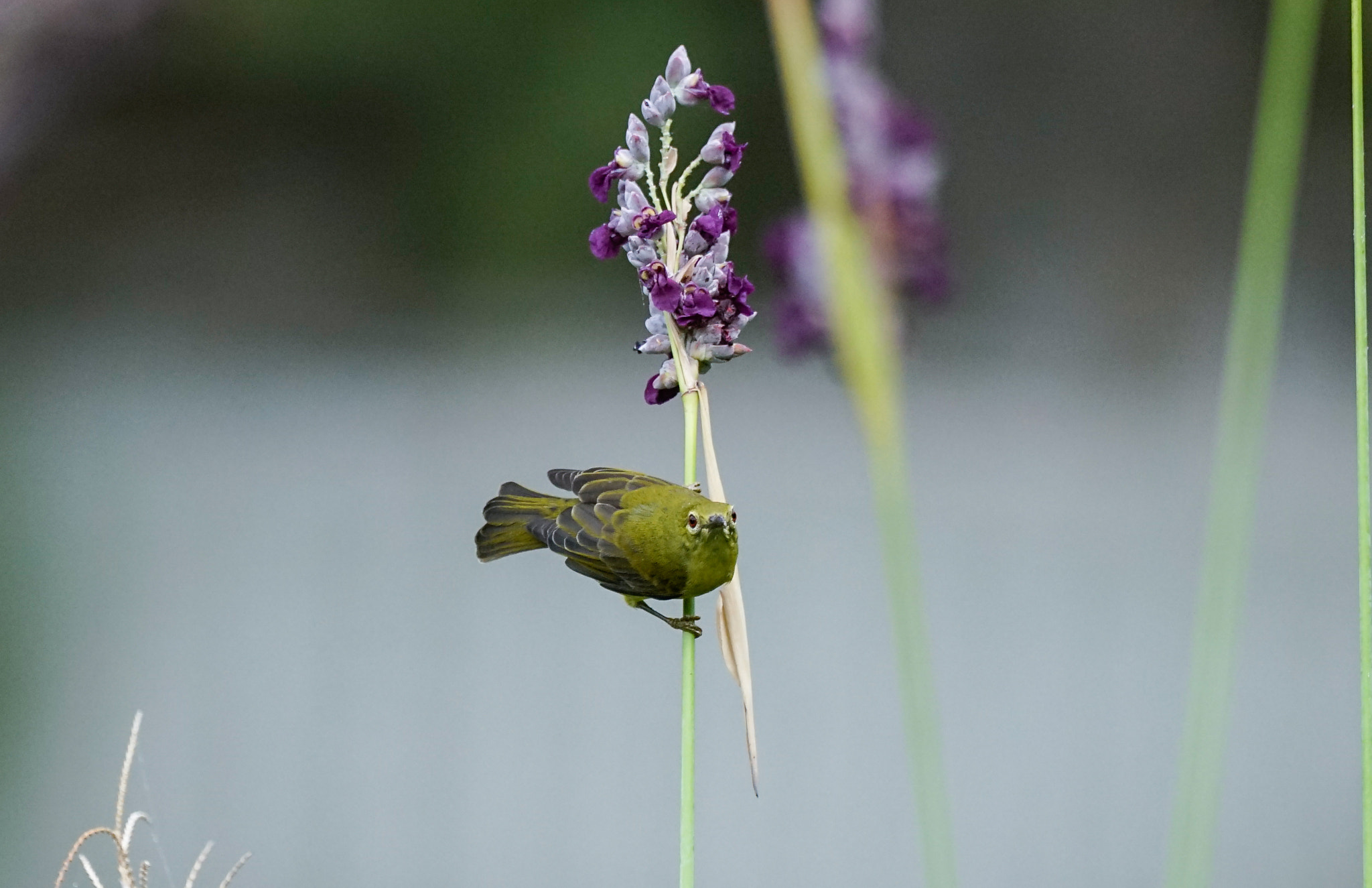 Sony 70-400mm F4-5.6 G SSM II sample photo