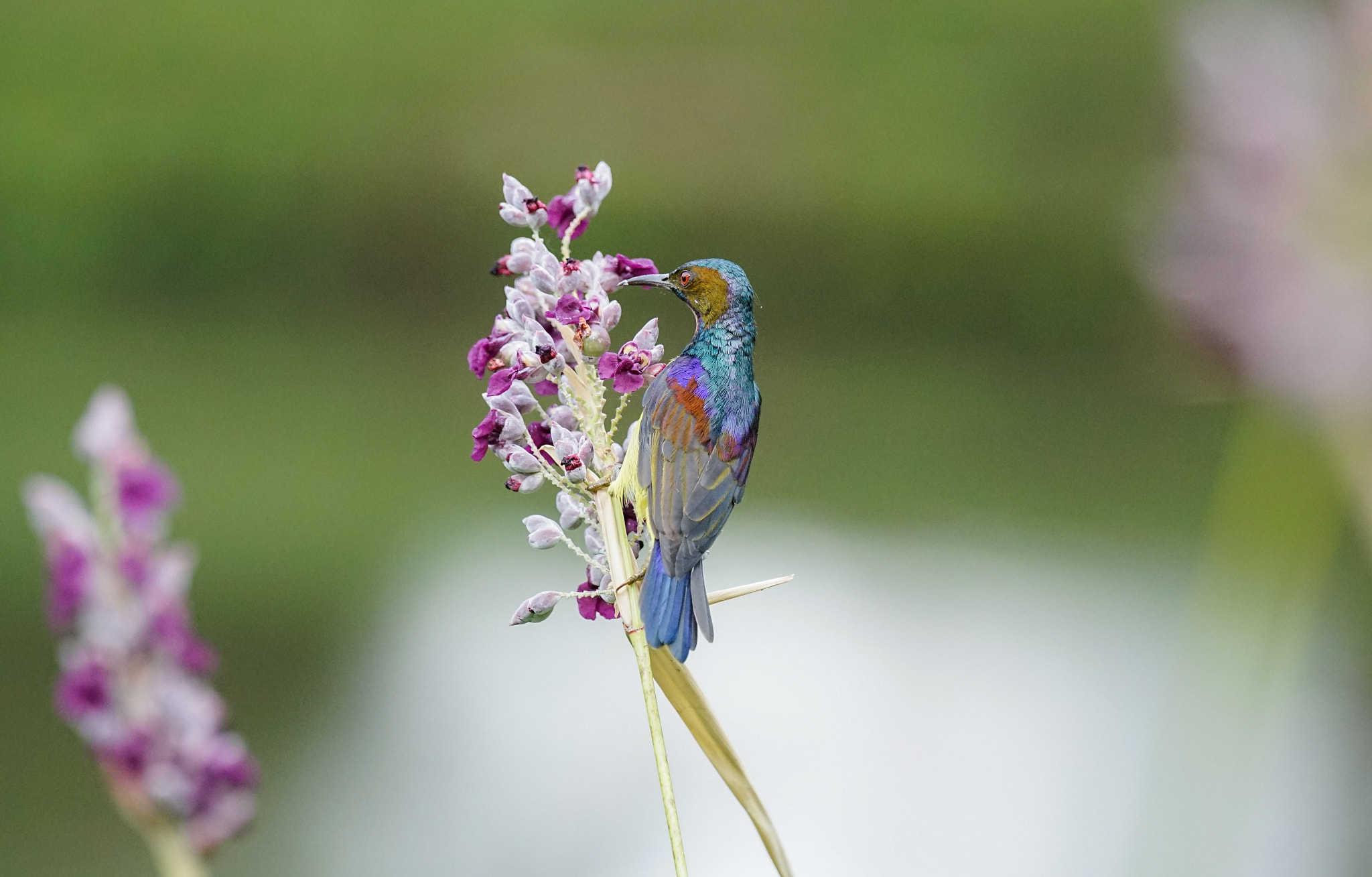 Sony 70-400mm F4-5.6 G SSM II sample photo