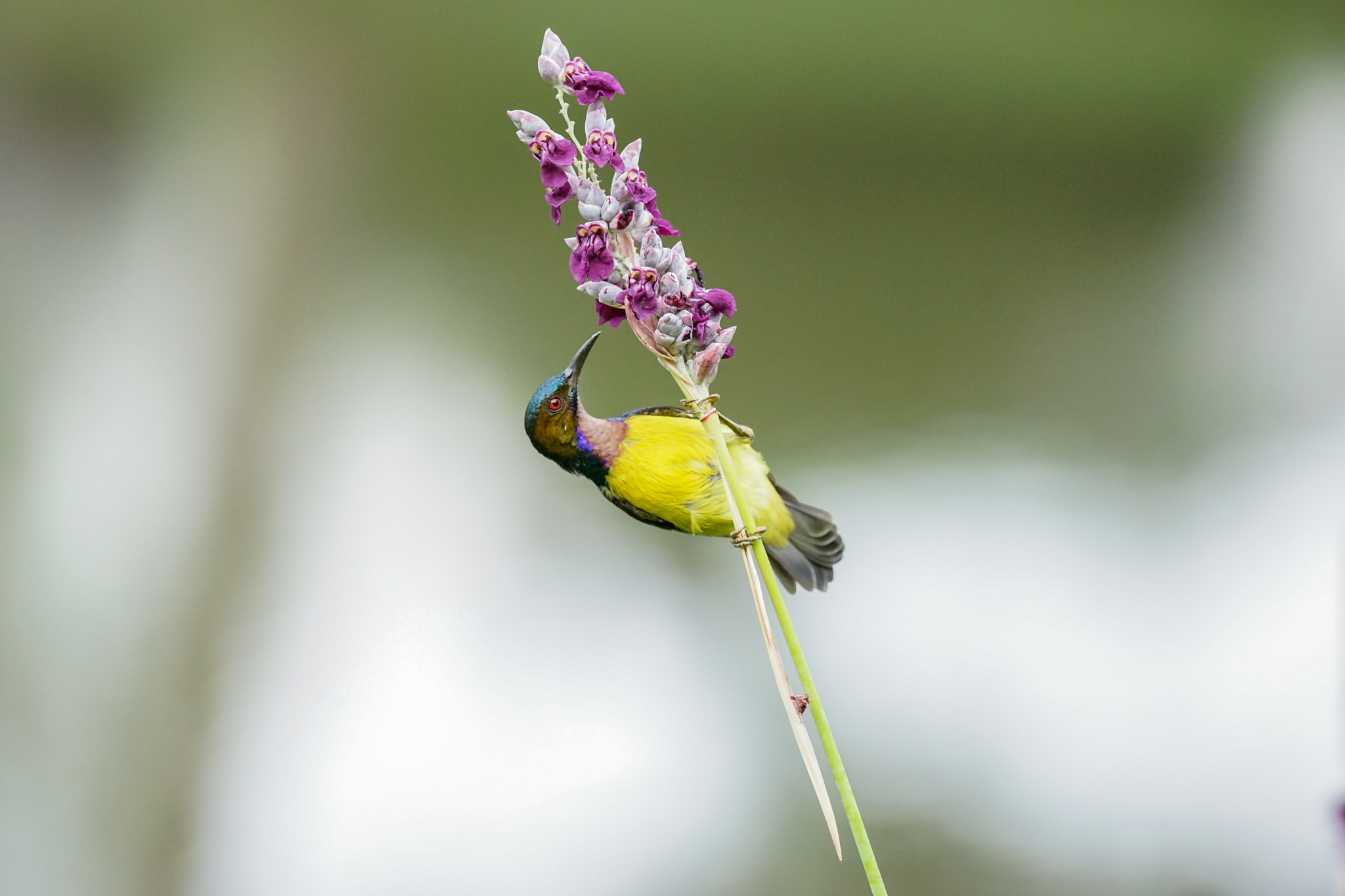 Sony 70-400mm F4-5.6 G SSM II sample photo