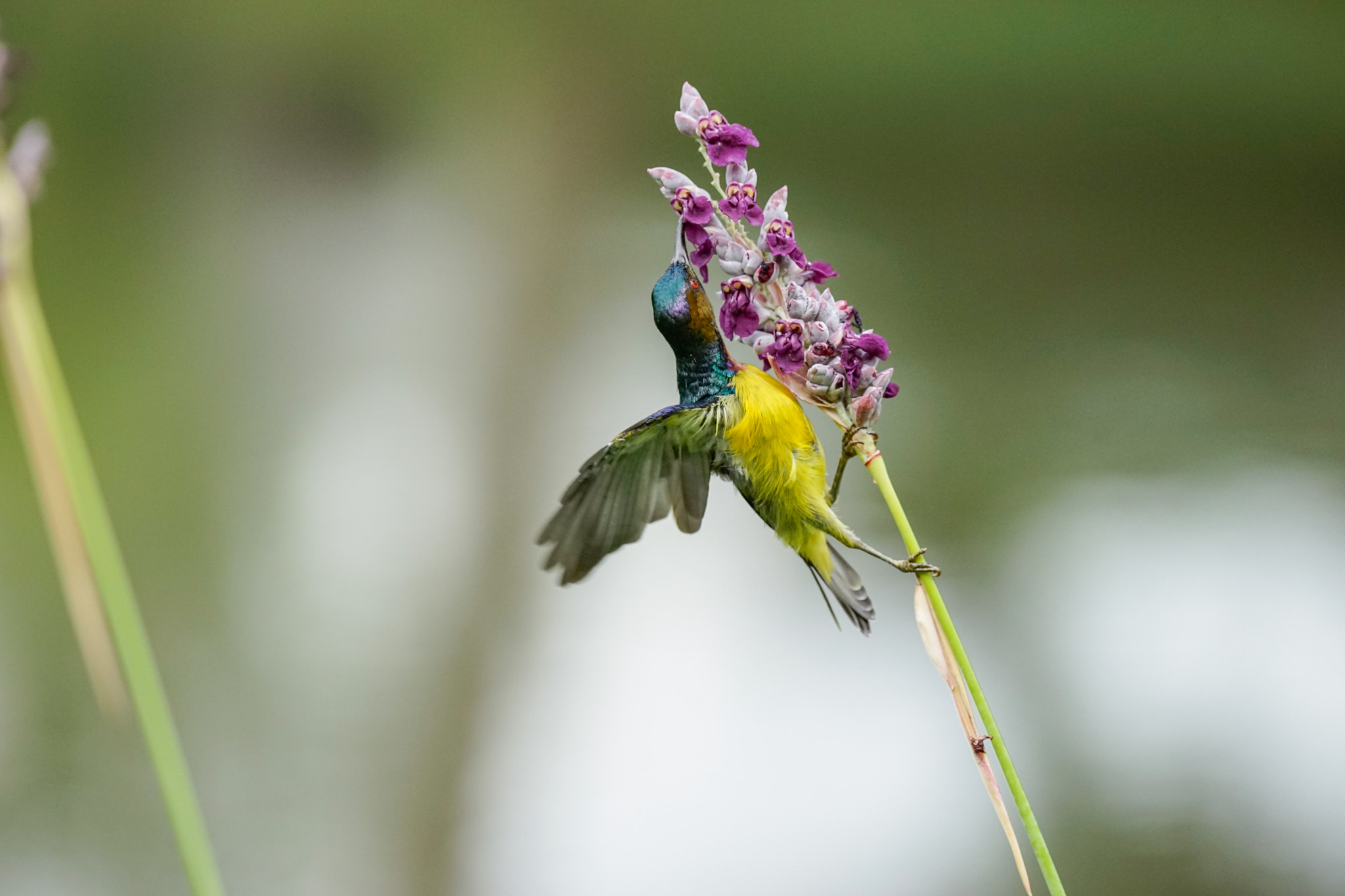 Sony 70-400mm F4-5.6 G SSM II sample photo