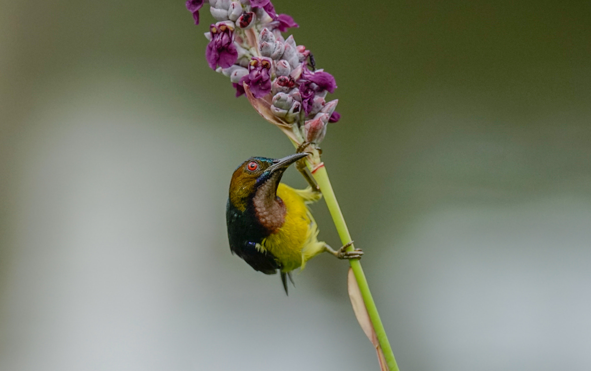 Sony 70-400mm F4-5.6 G SSM II sample photo