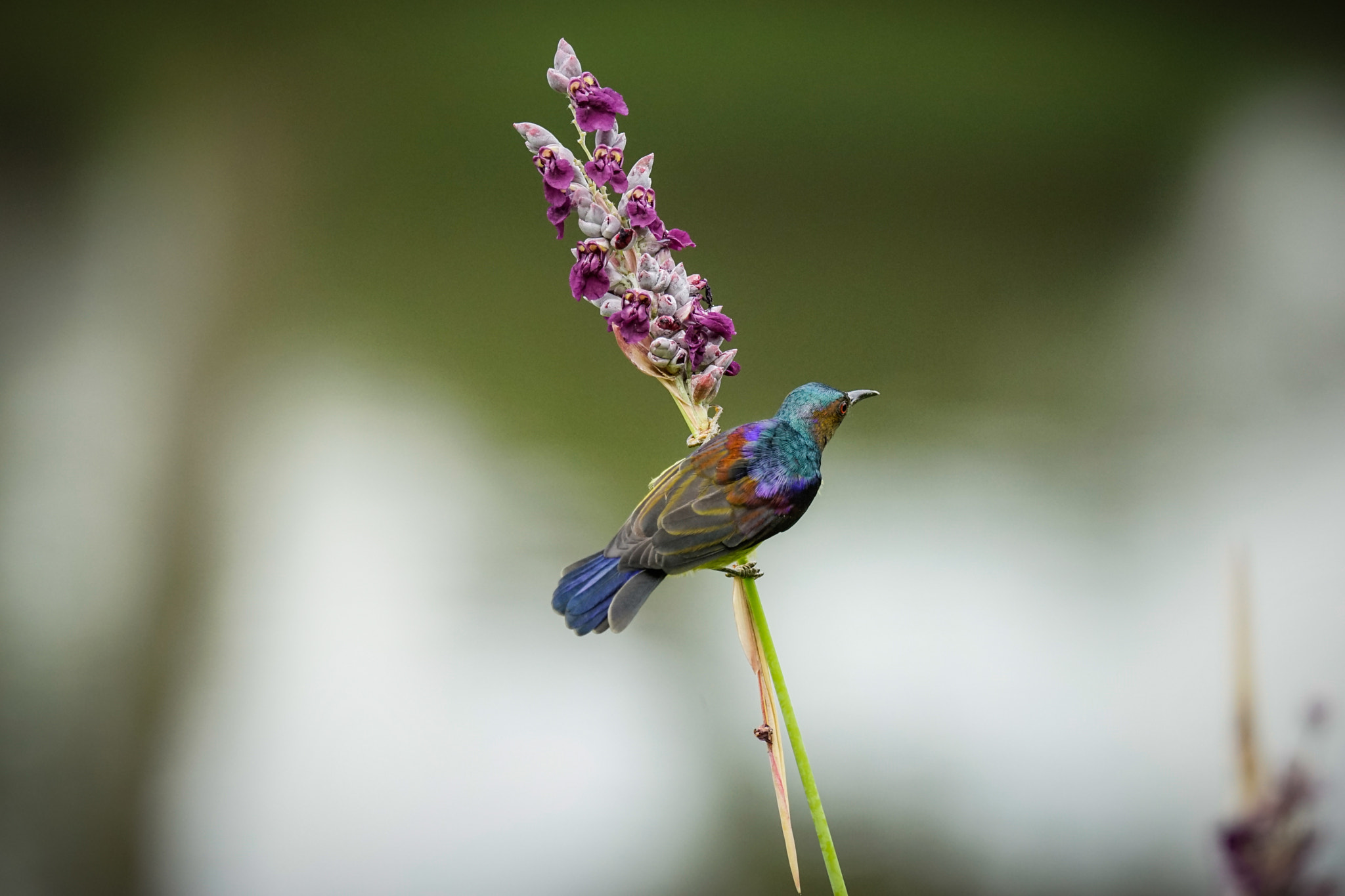 Sony 70-400mm F4-5.6 G SSM II sample photo