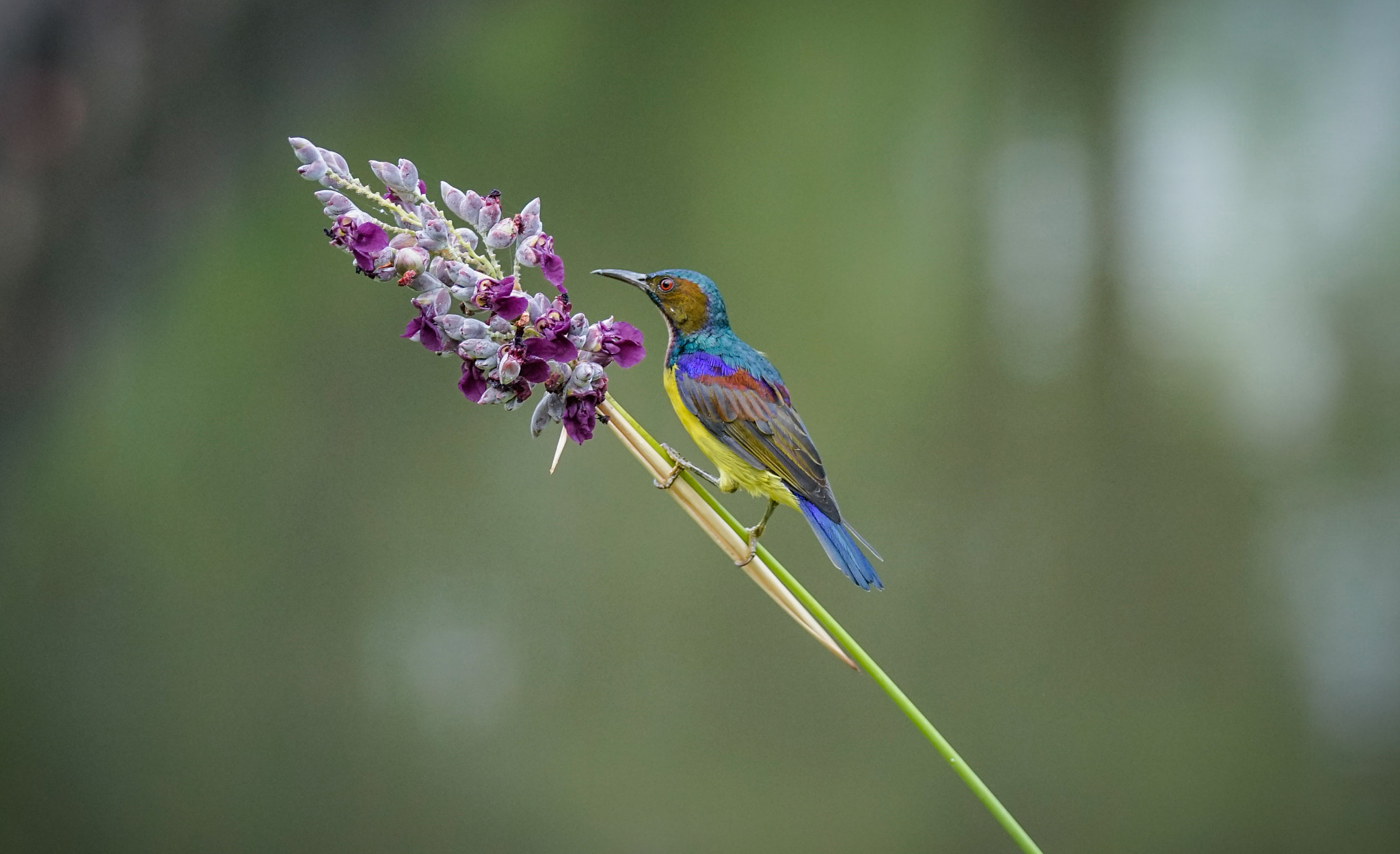 Sony 70-400mm F4-5.6 G SSM II sample photo