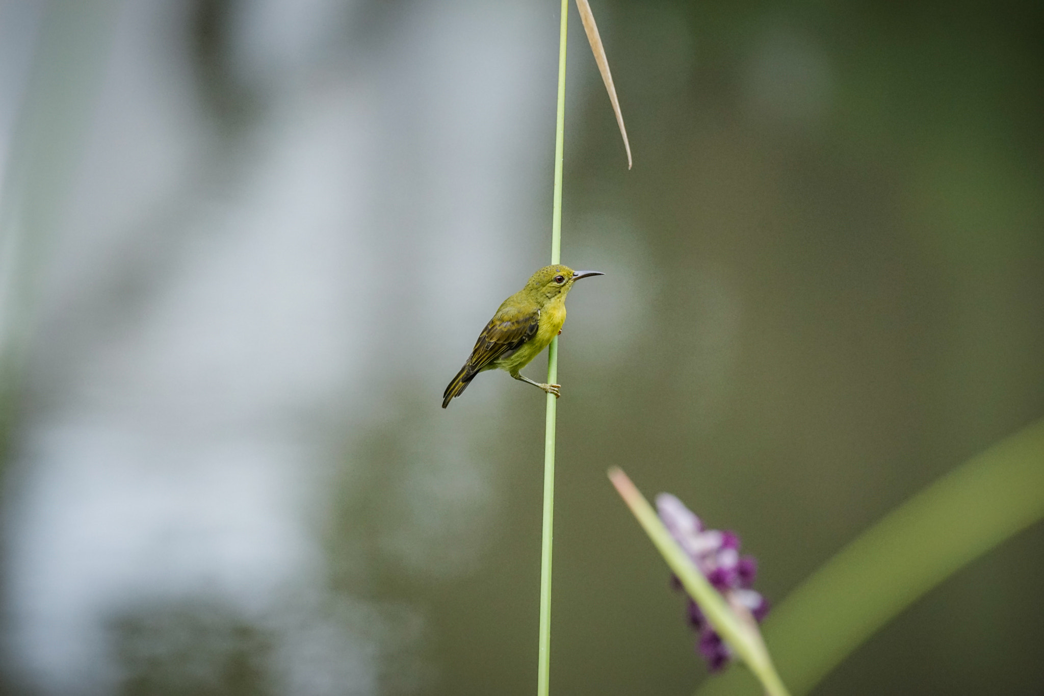 Sony 70-400mm F4-5.6 G SSM II sample photo