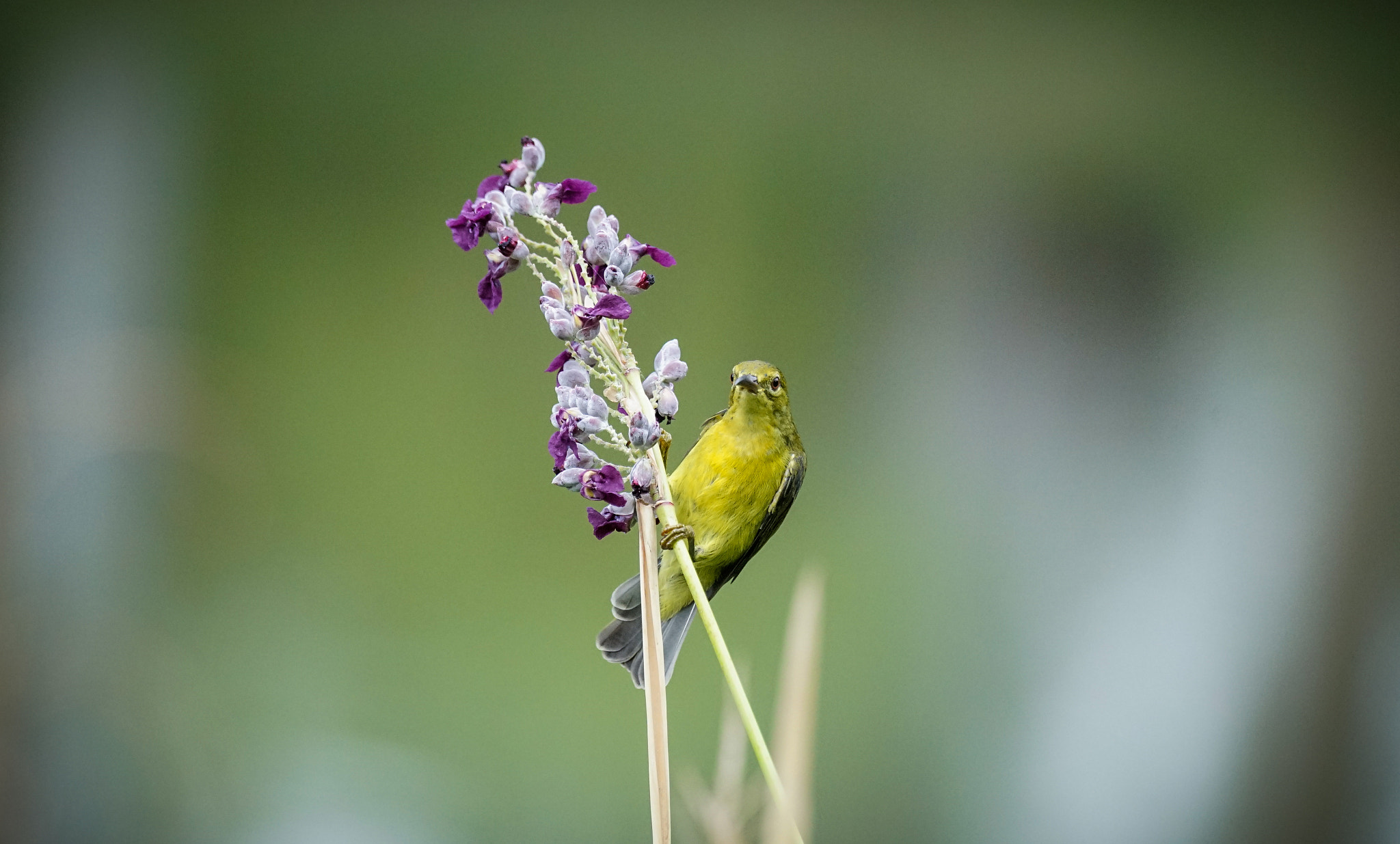 Sony a7 II + Sony 70-400mm F4-5.6 G SSM II sample photo