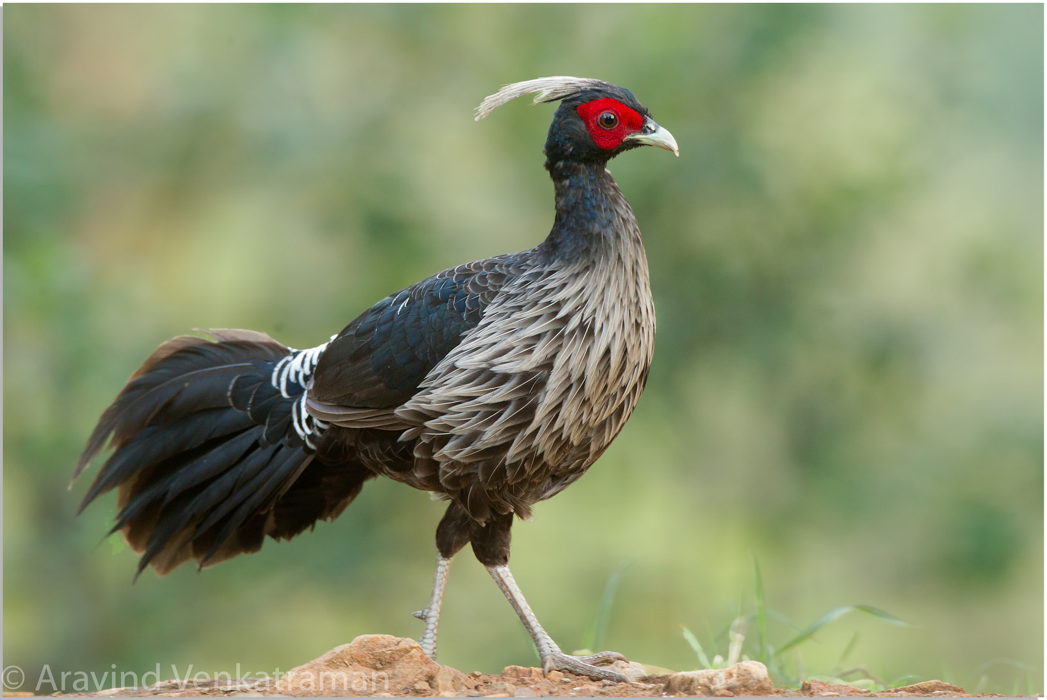 Canon EF 500mm F4L IS USM sample photo. Kalij pheasent photography