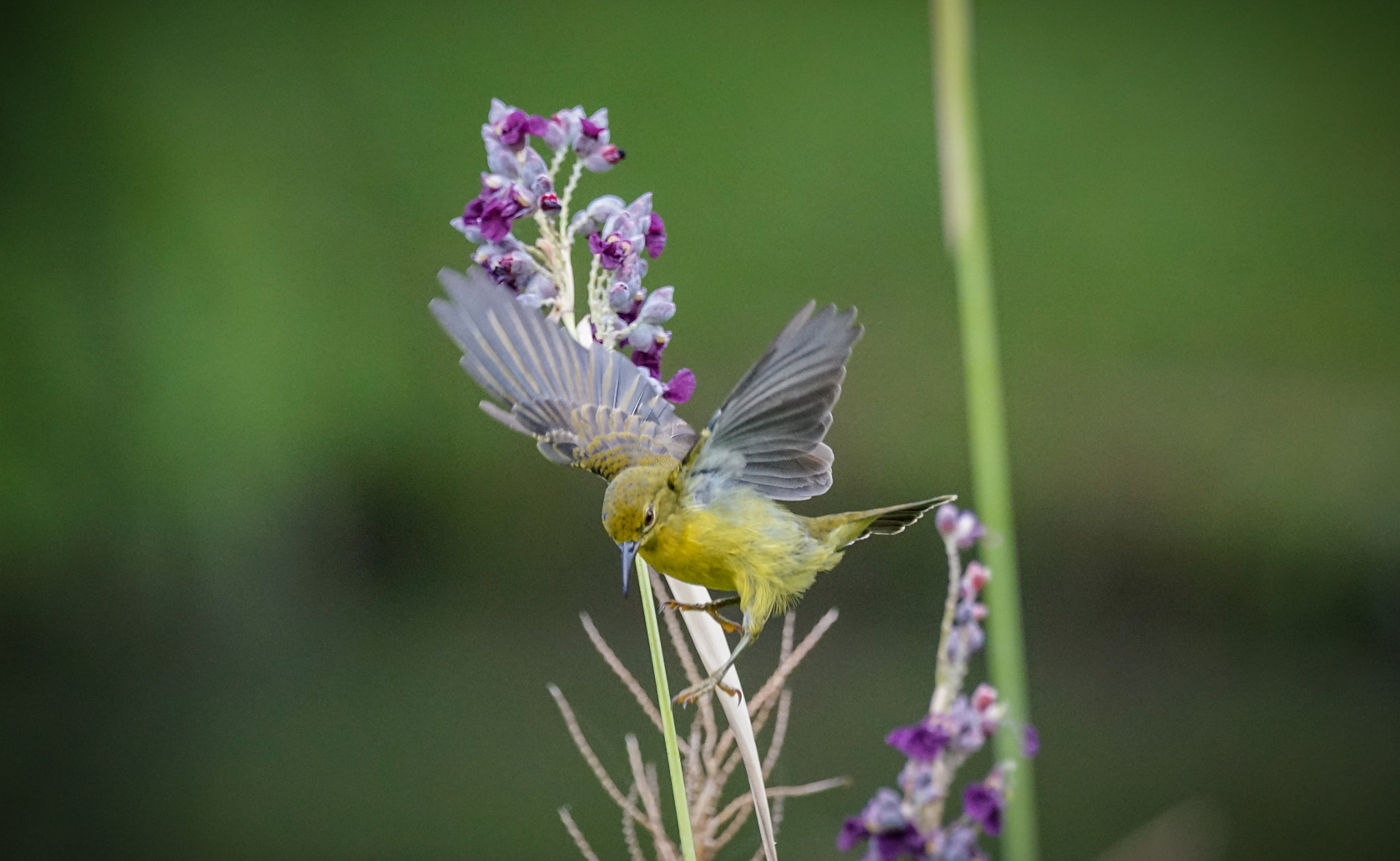 Sony a7 II + Sony 70-400mm F4-5.6 G SSM II sample photo