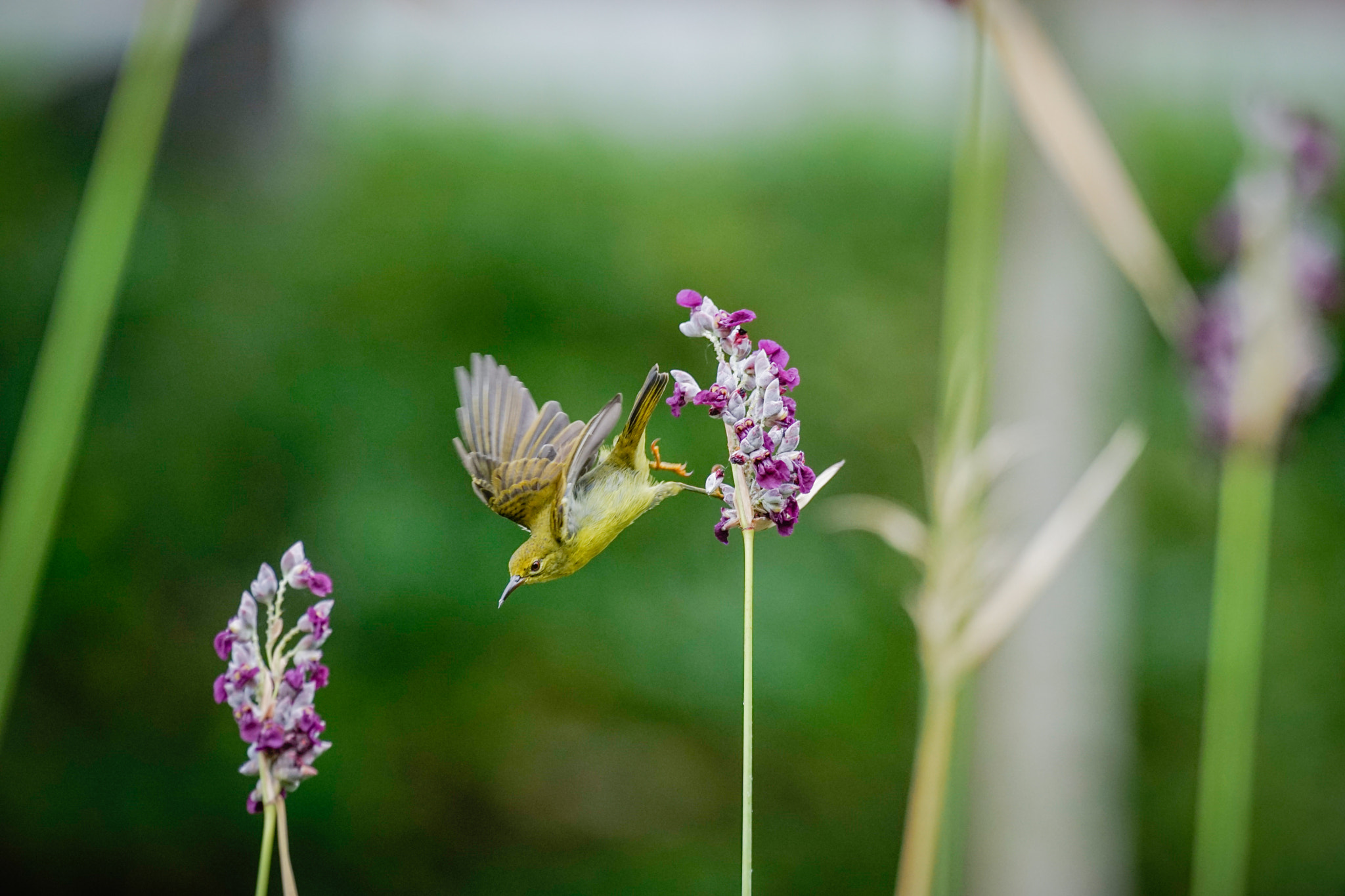 Sony a7 II + Sony 70-400mm F4-5.6 G SSM II sample photo