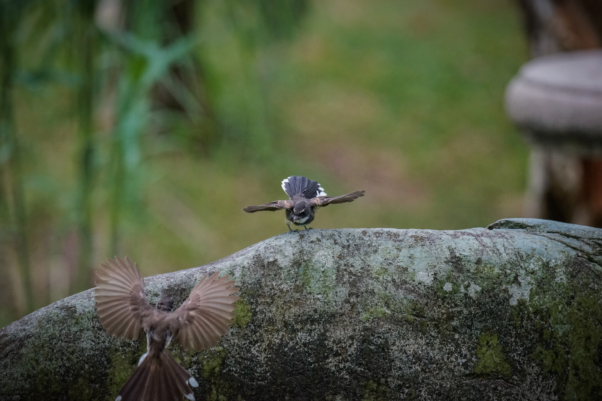 Sony 70-400mm F4-5.6 G SSM II sample photo