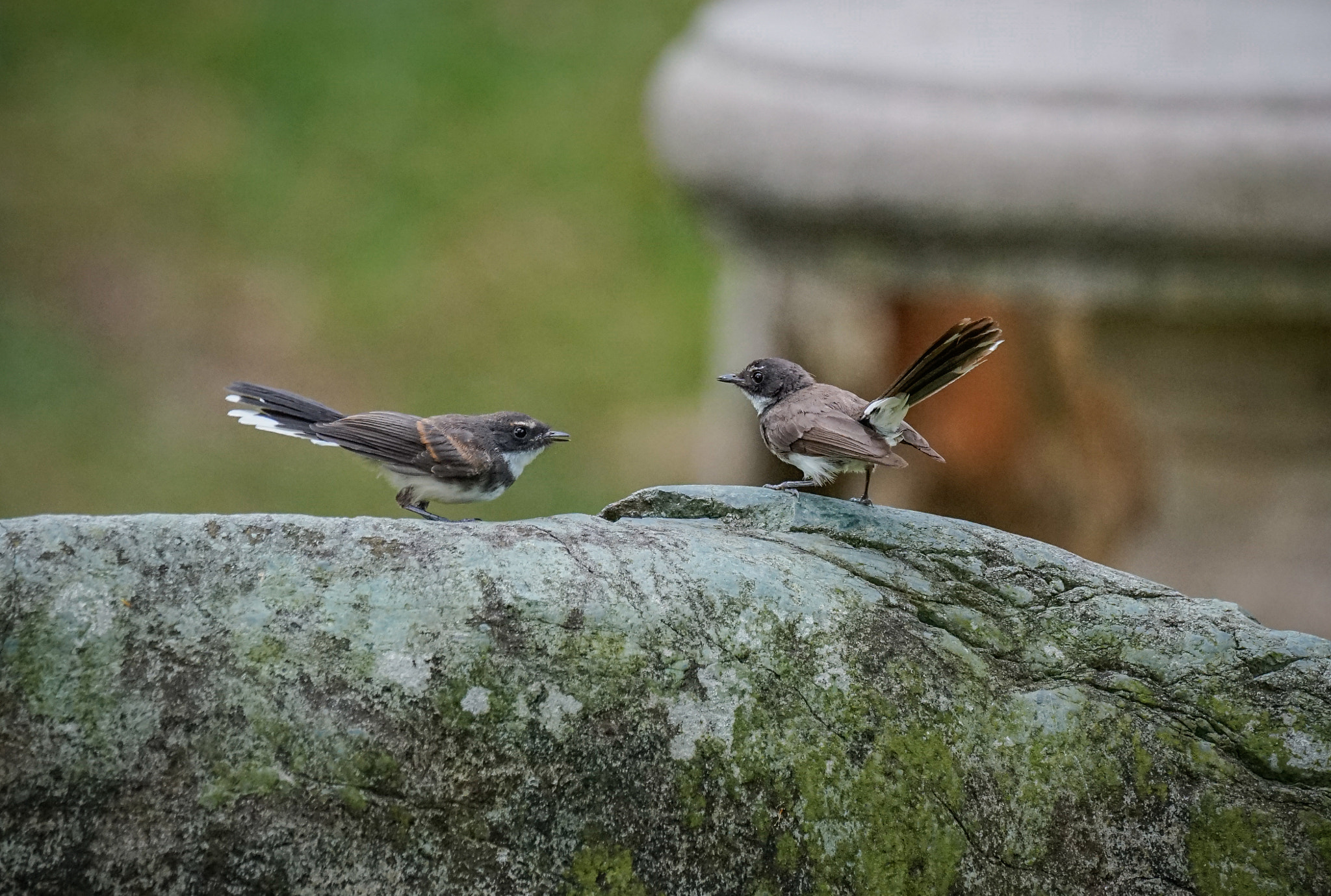 Sony 70-400mm F4-5.6 G SSM II sample photo