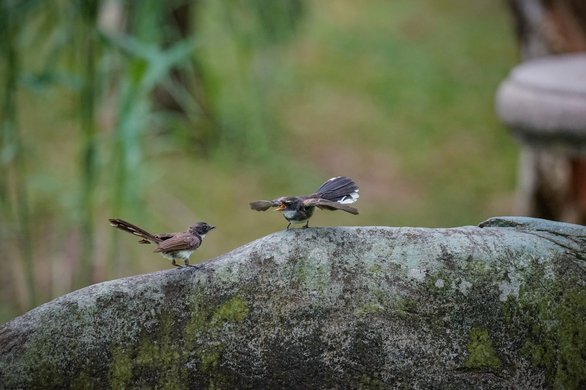 Sony 70-400mm F4-5.6 G SSM II sample photo