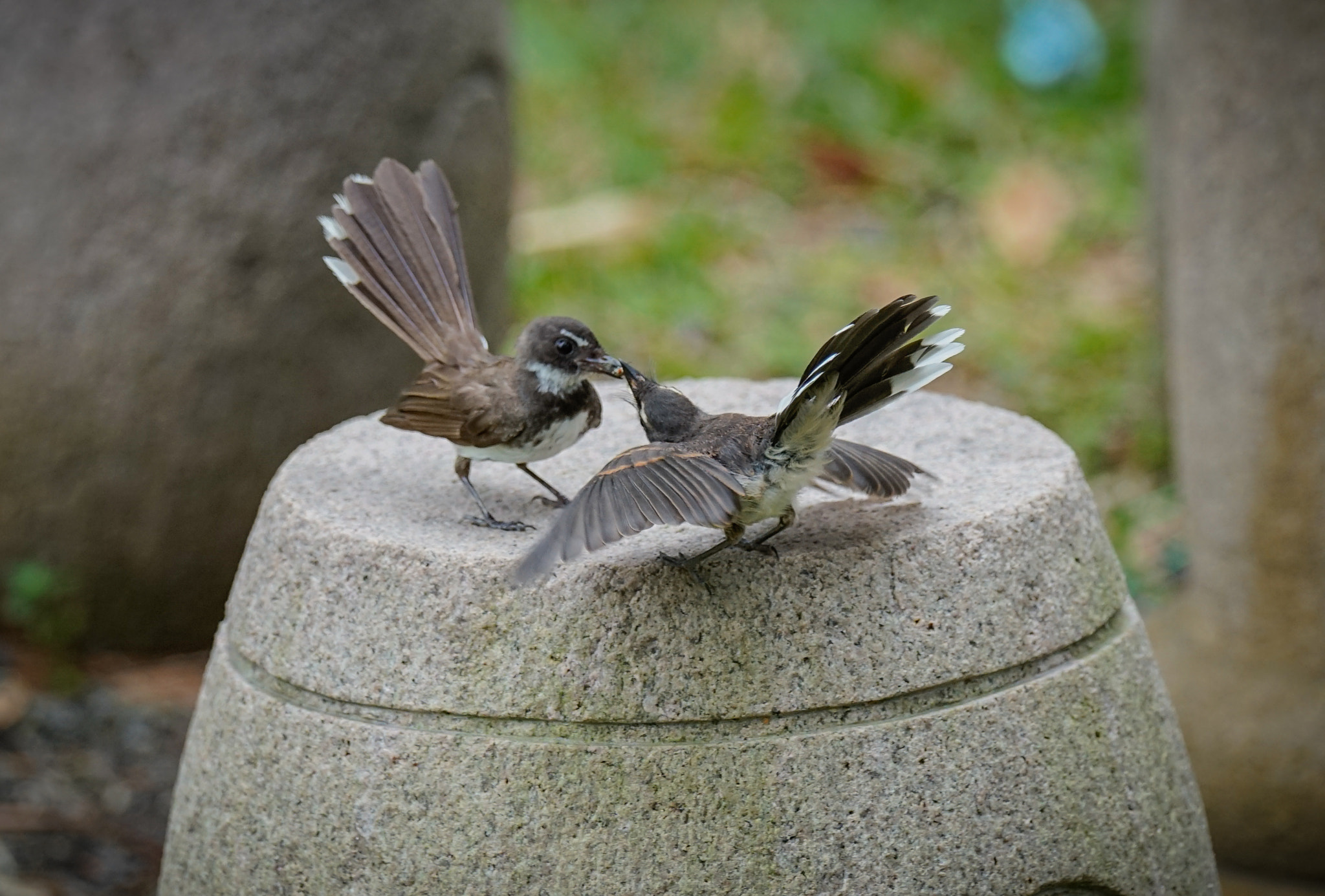 Sony 70-400mm F4-5.6 G SSM II sample photo