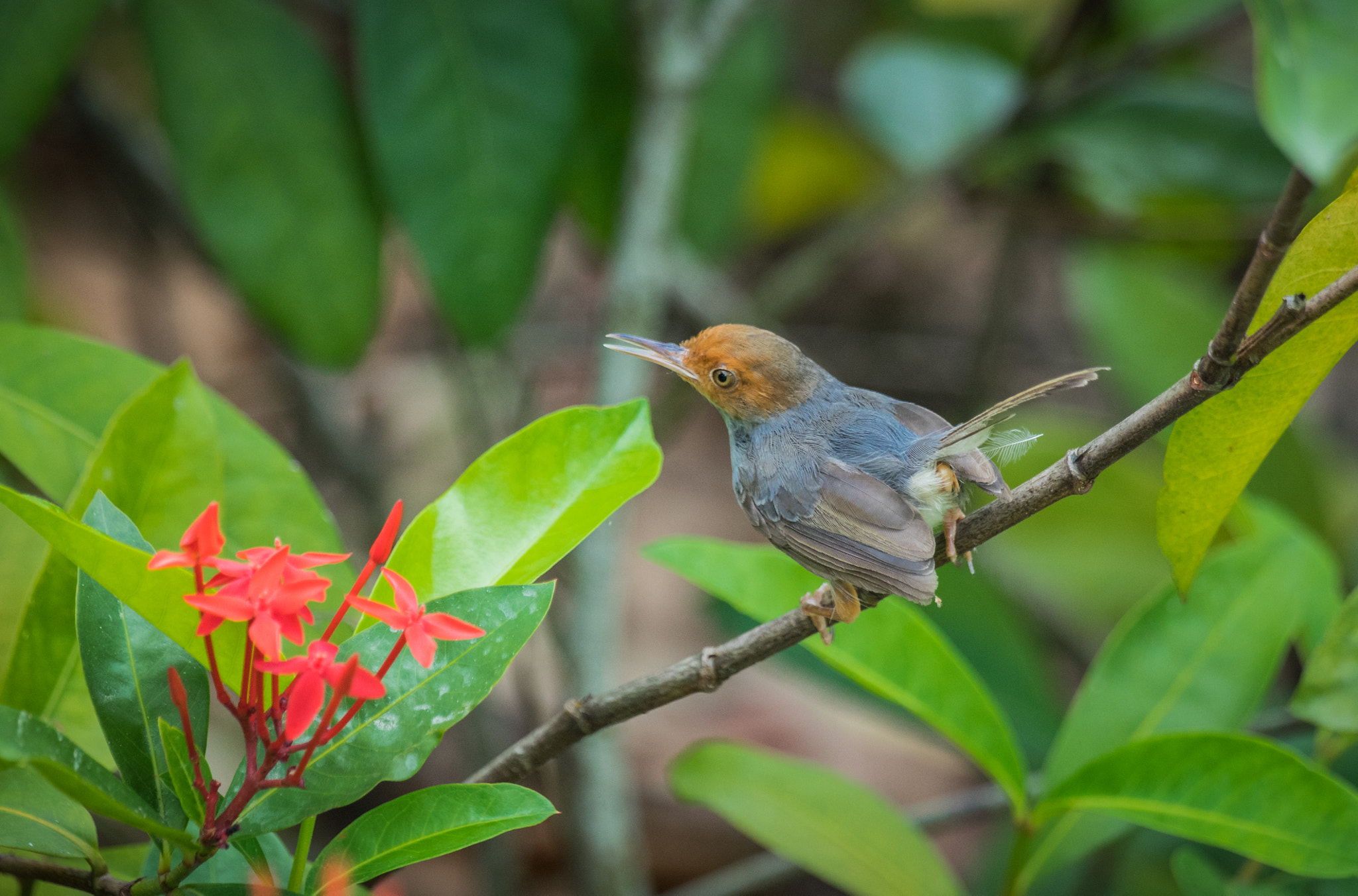 Sony a7 II + Sony 70-400mm F4-5.6 G SSM II sample photo