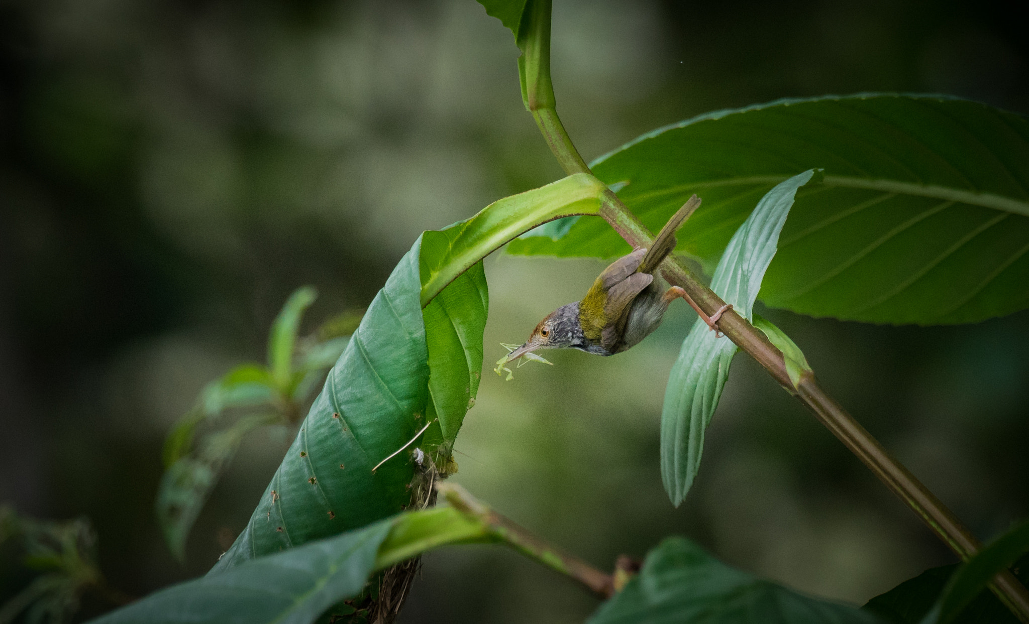 Sony a7 II + Sony 70-400mm F4-5.6 G SSM II sample photo