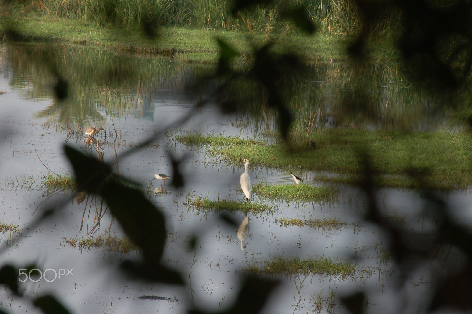 Nikon D50 sample photo. Hidden crane photography