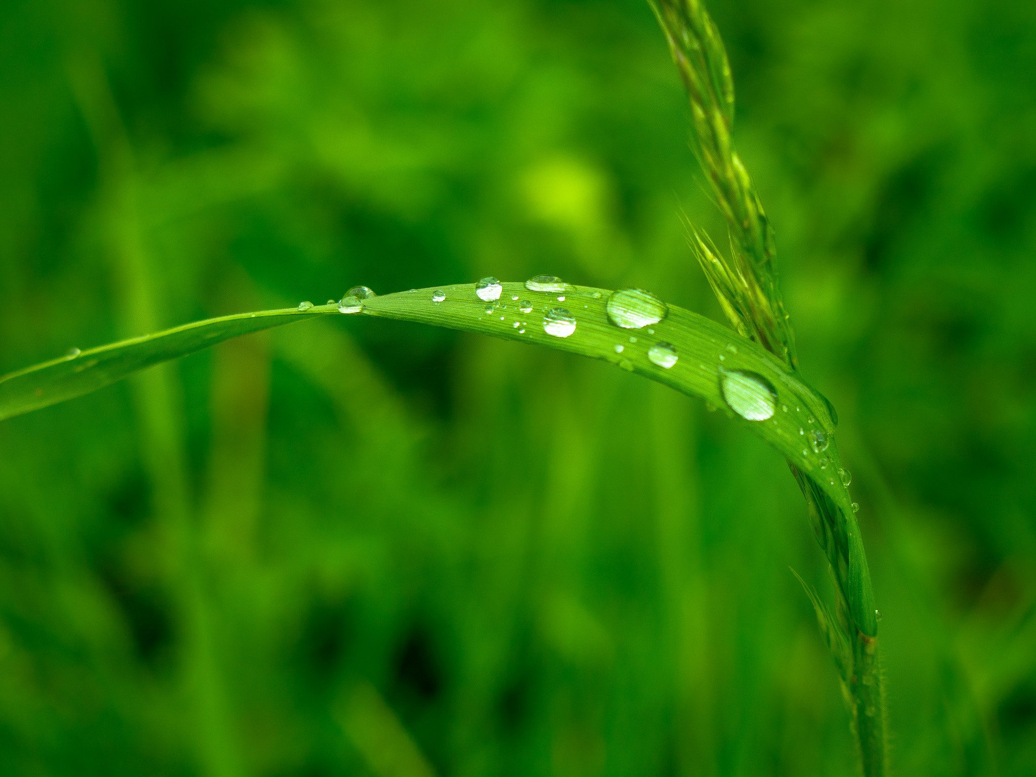 Olympus PEN E-P5 sample photo. Pearls photography