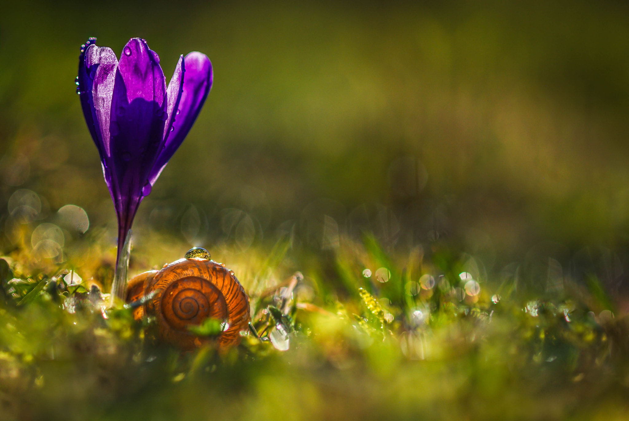 Nikon D80 + AF Micro-Nikkor 105mm f/2.8 sample photo. ... photography