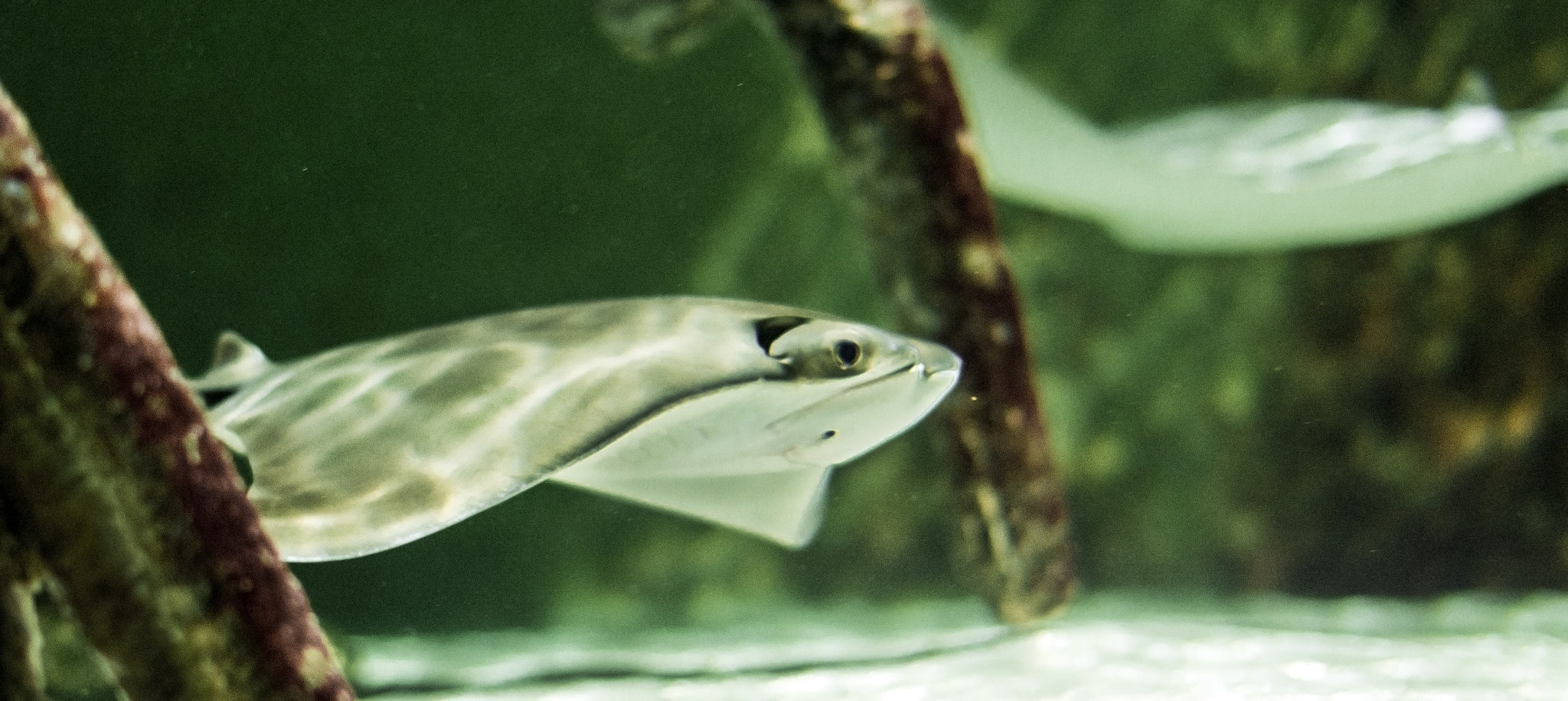 Nikon D5200 + Sigma 50mm F1.4 EX DG HSM sample photo. Cownose ray photography