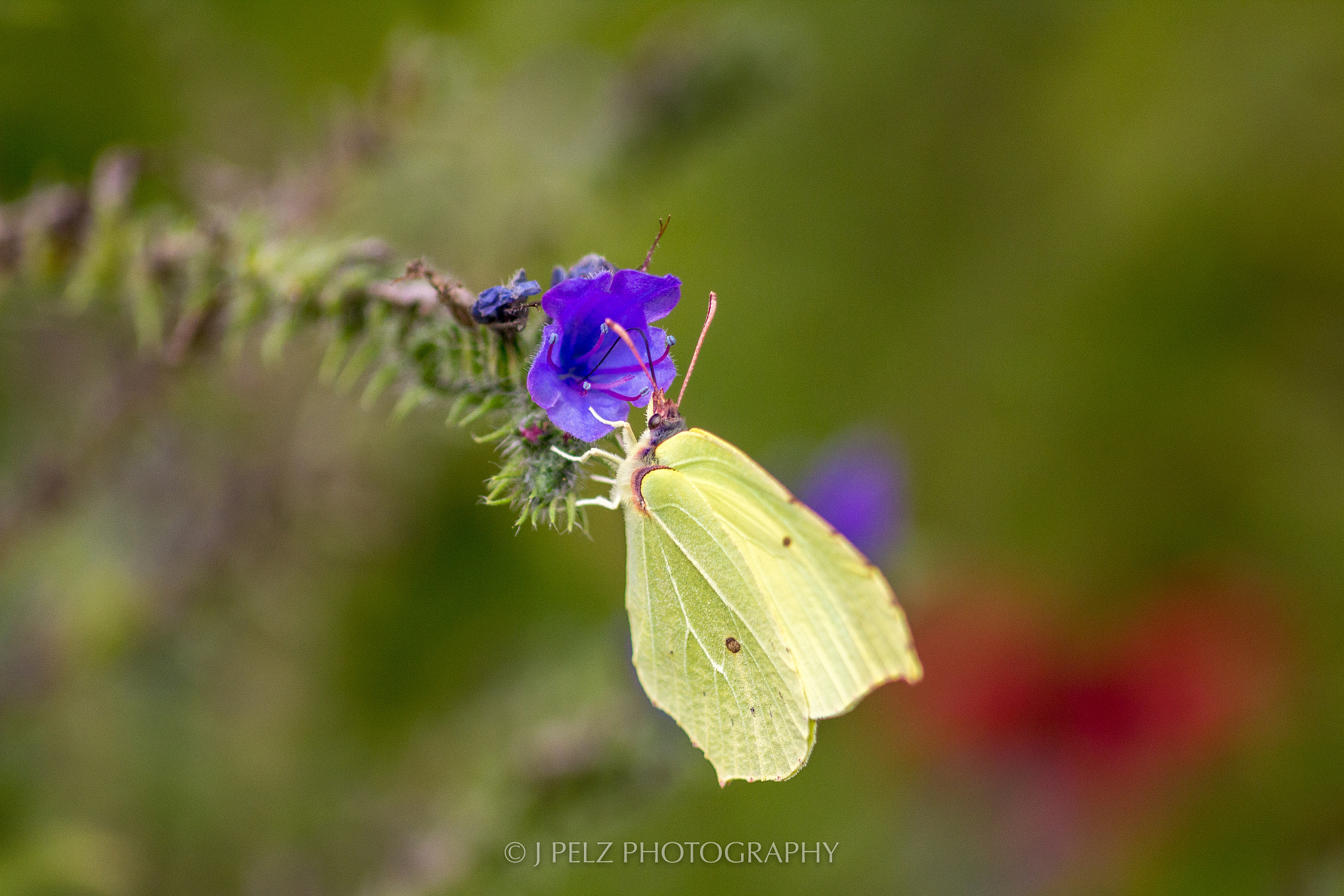Canon EOS 60D + Canon EF 100mm F2.8 Macro USM sample photo. The butterfly photography