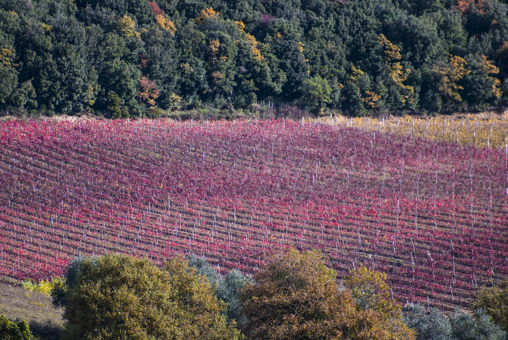 Nikon D60 sample photo. I colori autunnali nella vigna del chianti photography