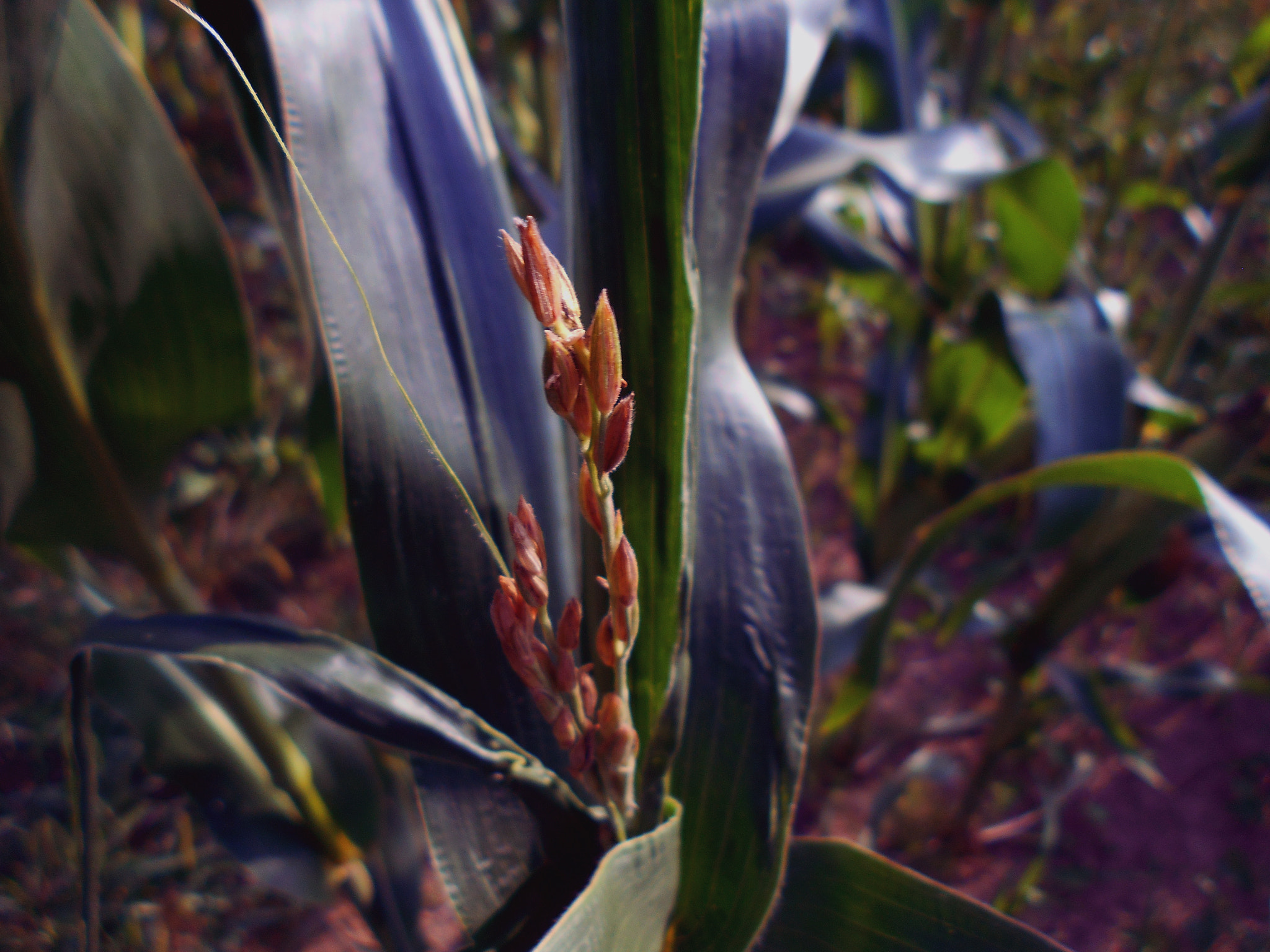 Nikon COOLPIX L30 sample photo. Alone in the maize photography