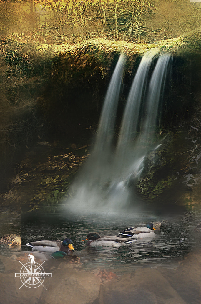 Nikon D90 sample photo. Waterfall and ducs photography