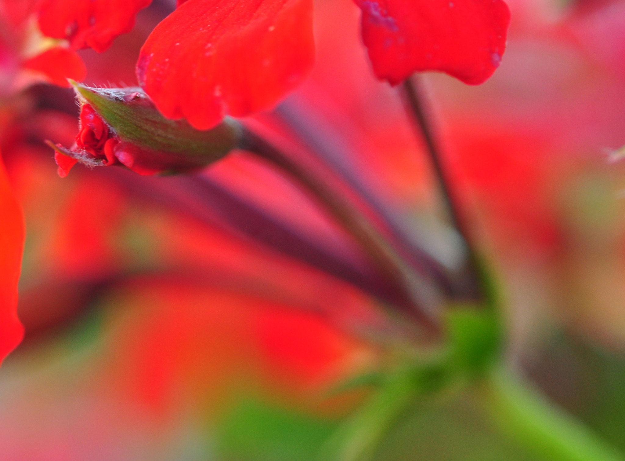 Nikon AF-S Micro-Nikkor 60mm F2.8G ED sample photo. The devourer of petals. photography