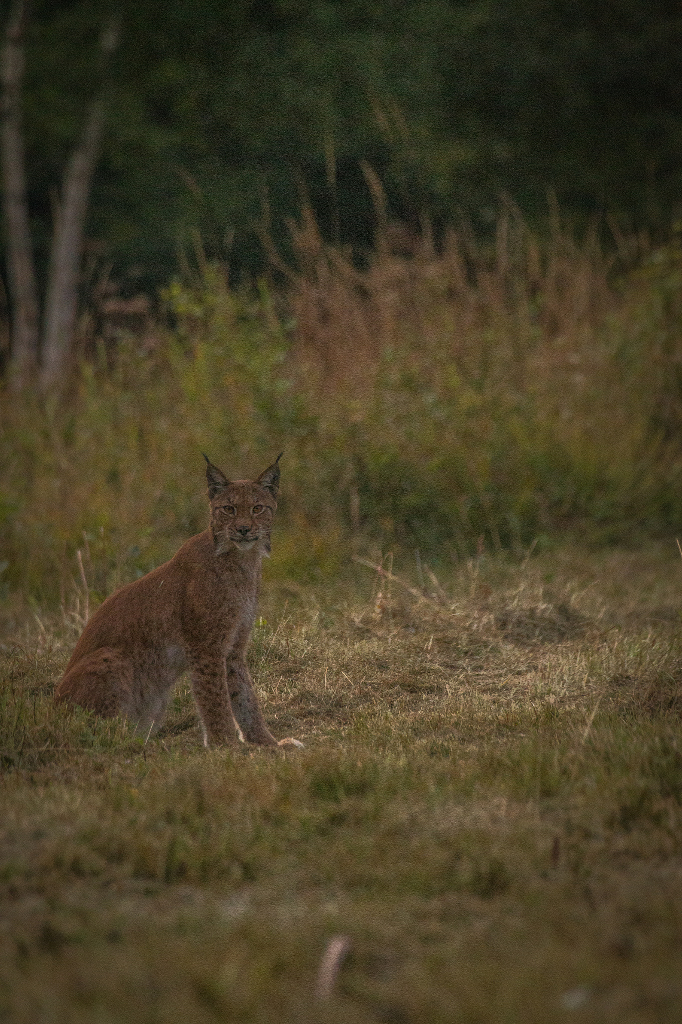 Canon EOS 70D + Canon EF 100-400mm F4.5-5.6L IS USM sample photo. Meeting photography