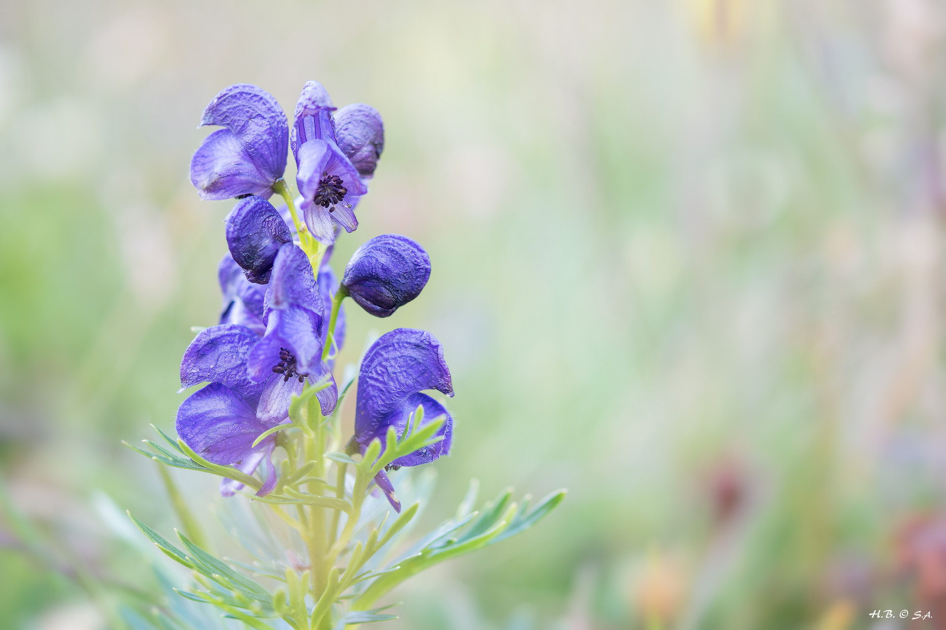 Nikon AF-S Micro-Nikkor 60mm F2.8G ED sample photo. Alpenblume photography