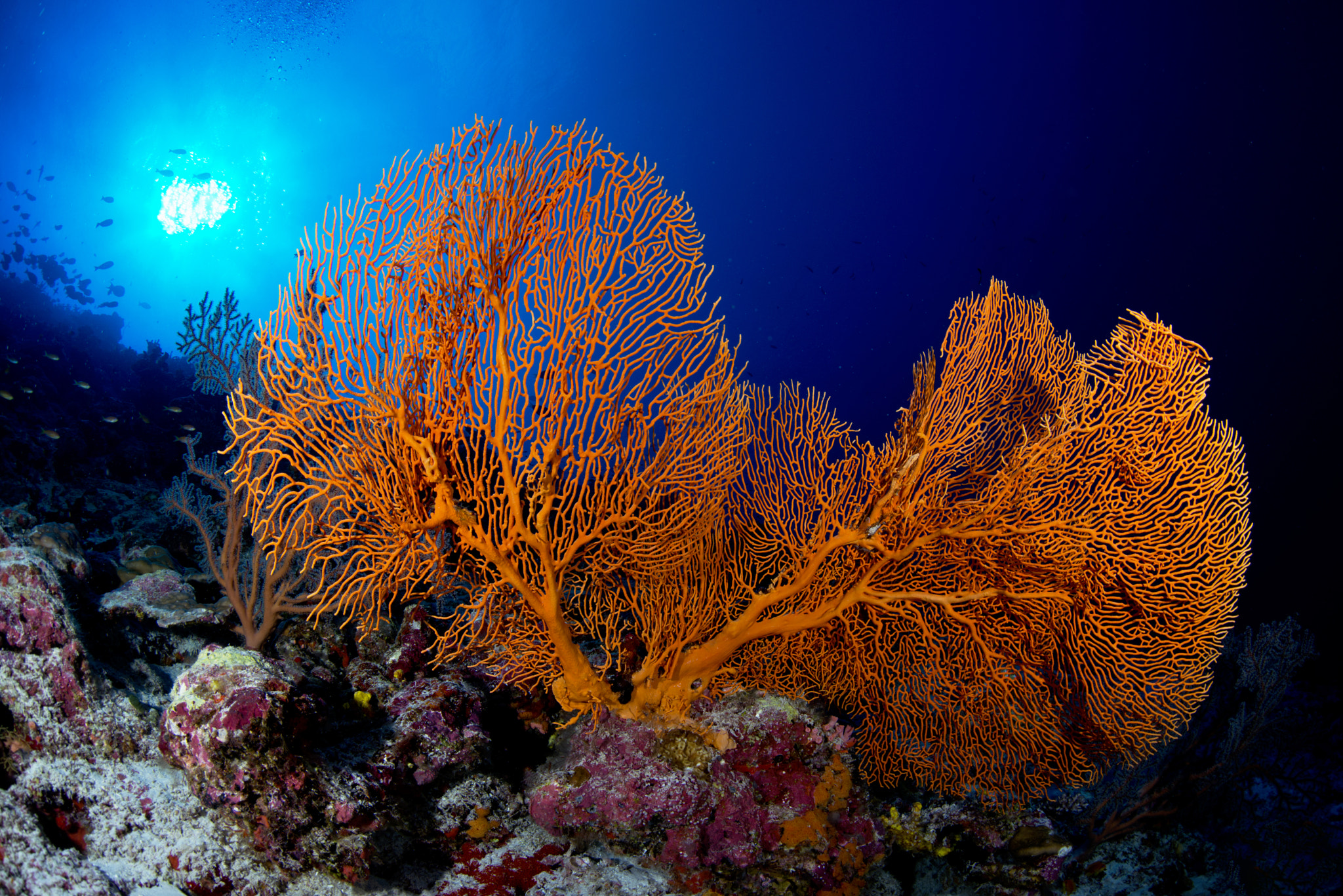 Nikon D800E + Sigma 15mm F2.8 EX DG Diagonal Fisheye sample photo. Sea life photography