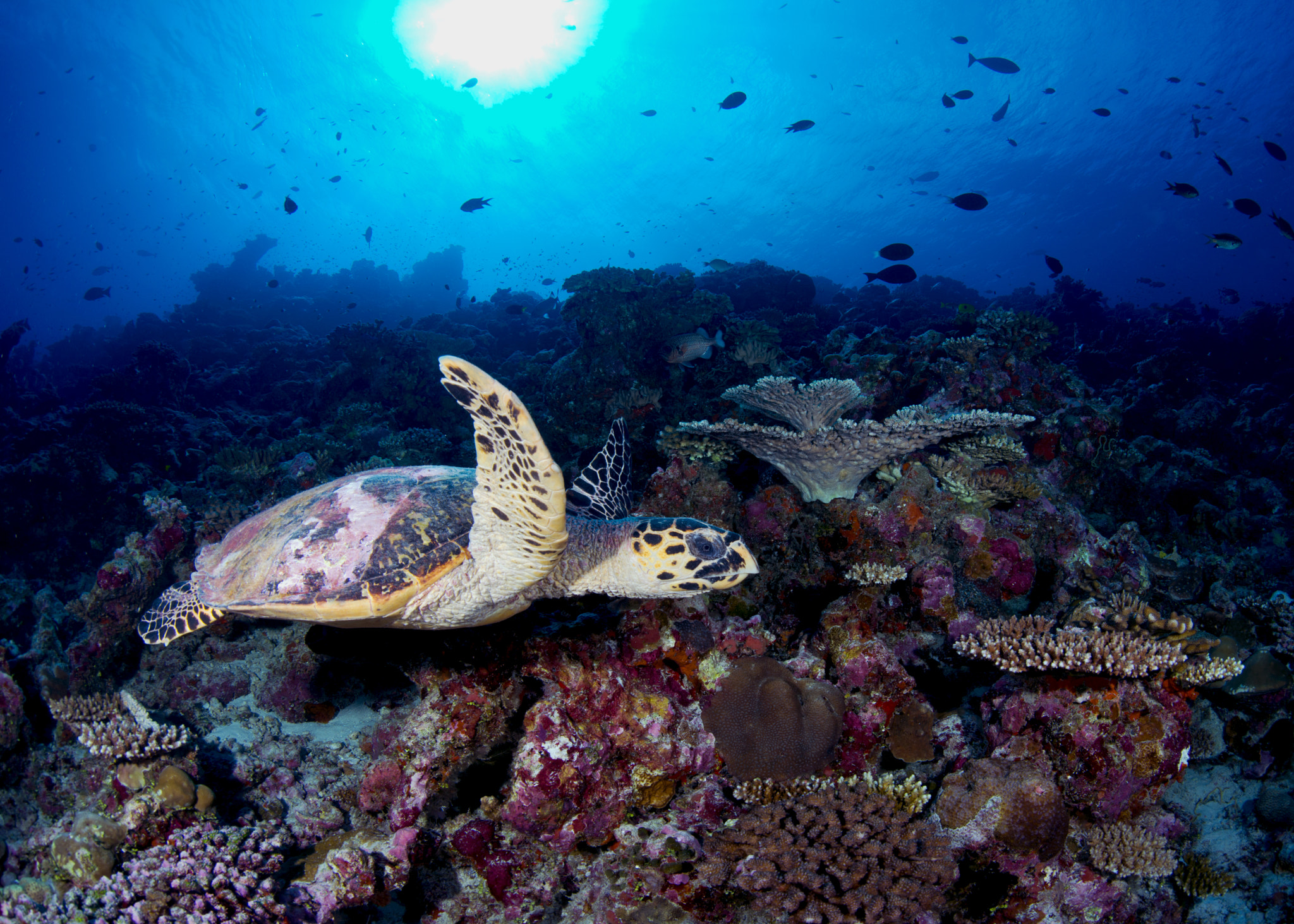 Nikon D800E + Sigma 15mm F2.8 EX DG Diagonal Fisheye sample photo. Sea life photography