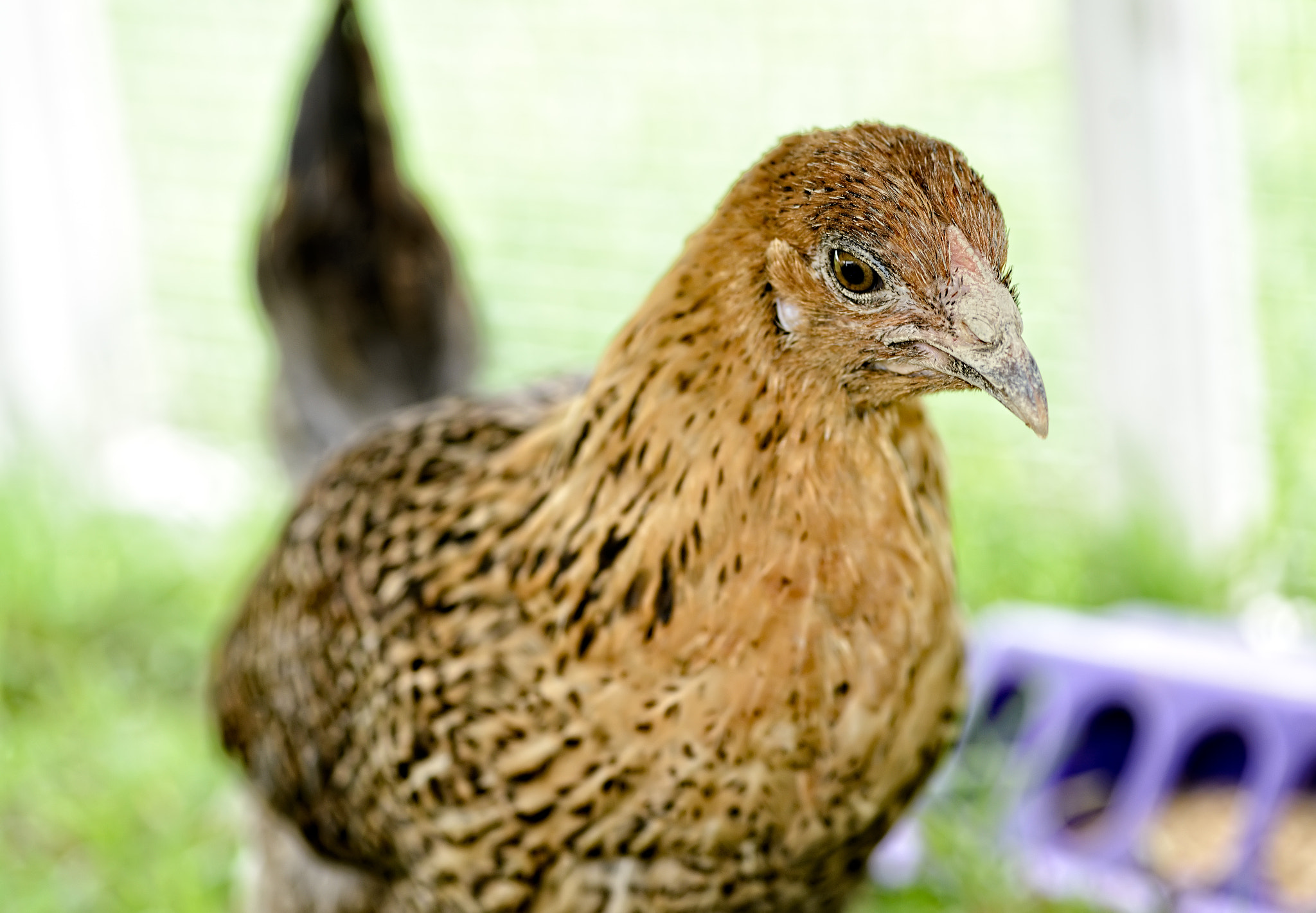 Tokina AT-X Pro 100mm F2.8 Macro sample photo. I am the amaracana chick photography