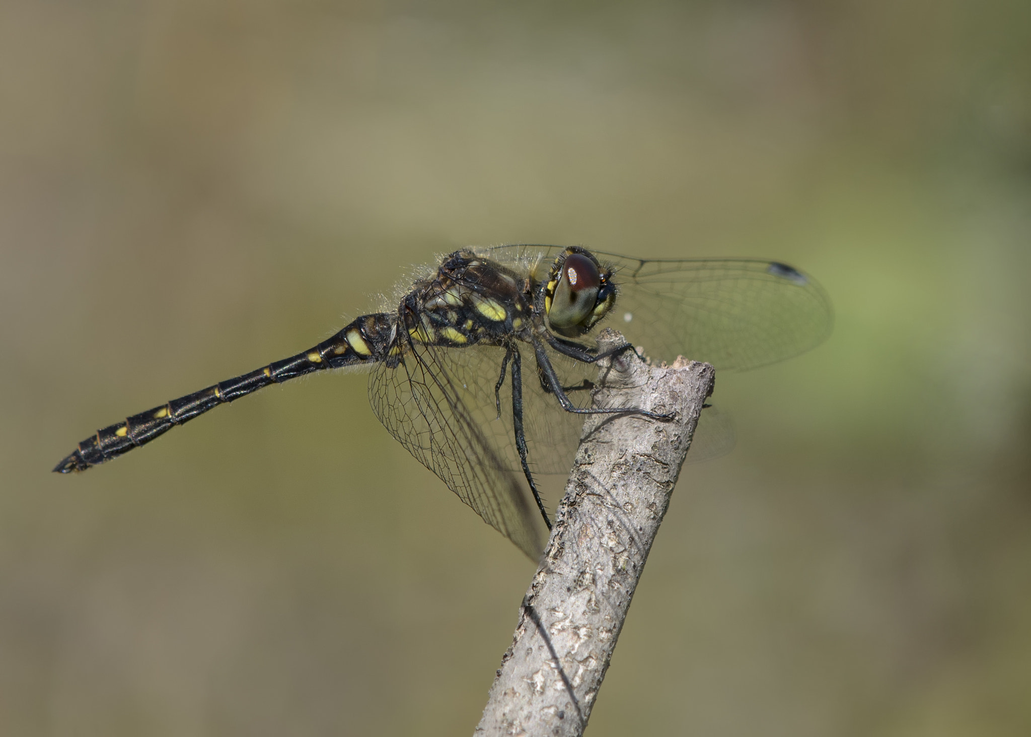Nikon AF-S DX Micro-Nikkor 85mm F3.5G ED VR sample photo. Black dragon photography