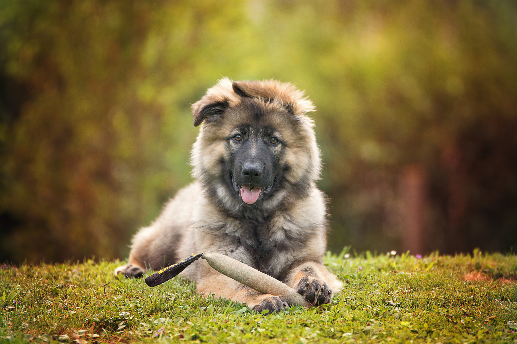 Sony SLT-A77 + Tamron SP 70-200mm F2.8 Di VC USD sample photo. German shepered puppy photography