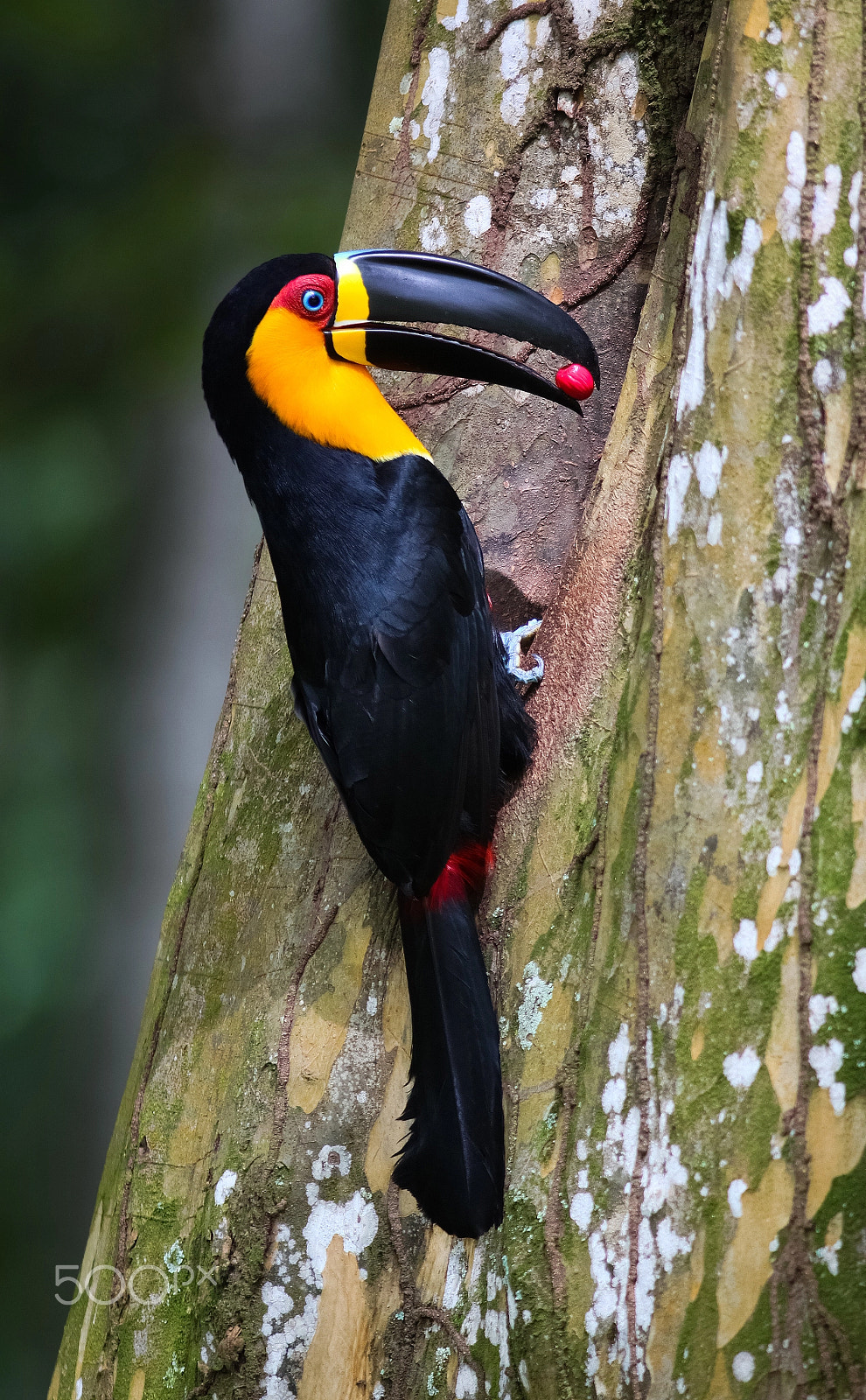 Canon EOS 500D (EOS Rebel T1i / EOS Kiss X3) + Canon EF 300mm F4L IS USM sample photo. Channel-billed toucan (ramphastos vitellinus) photography