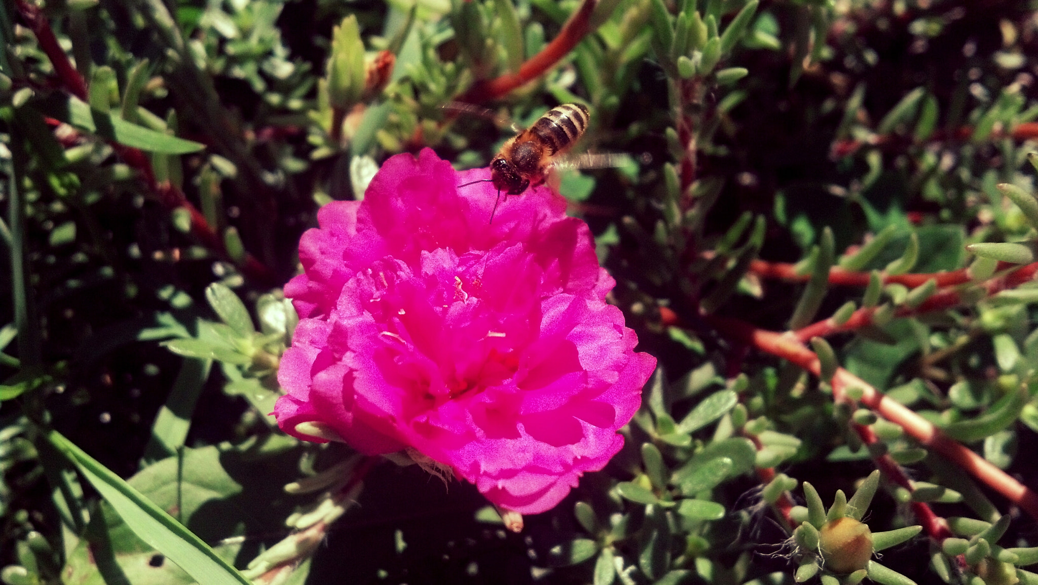 Motorola DROID RAZR sample photo. Flower photography