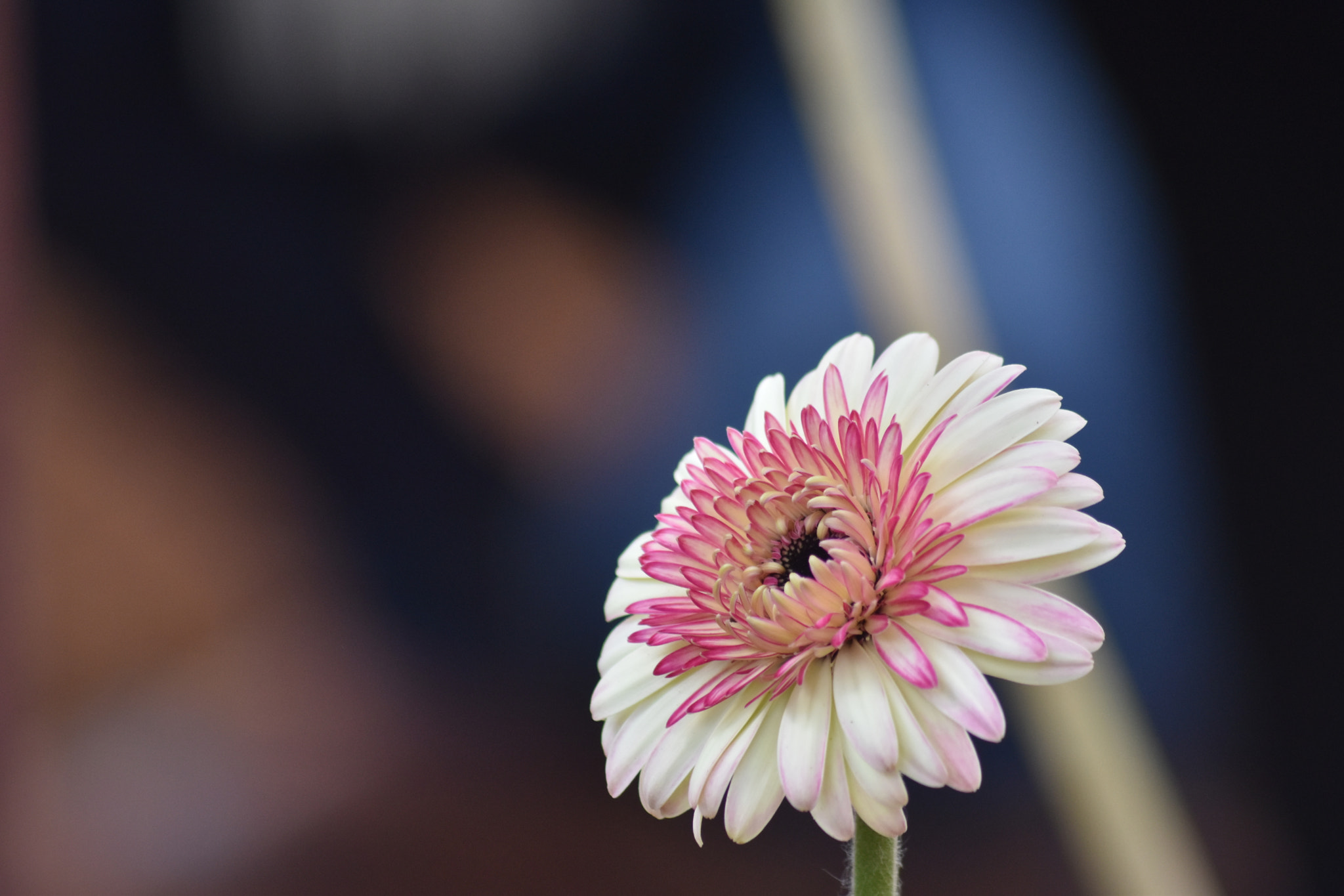 Sigma 70-300mm F4-5.6 APO DG Macro sample photo. Gerbera photography