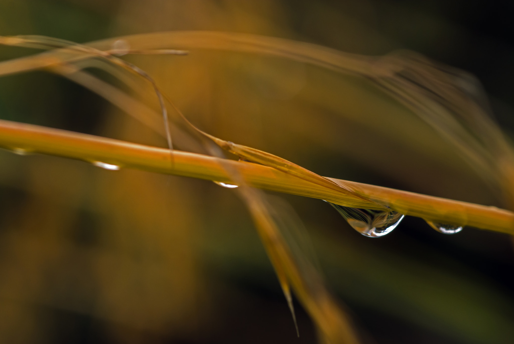 Nikon D7100 + AF Micro-Nikkor 60mm f/2.8 sample photo. Drip, drip, drip....... photography