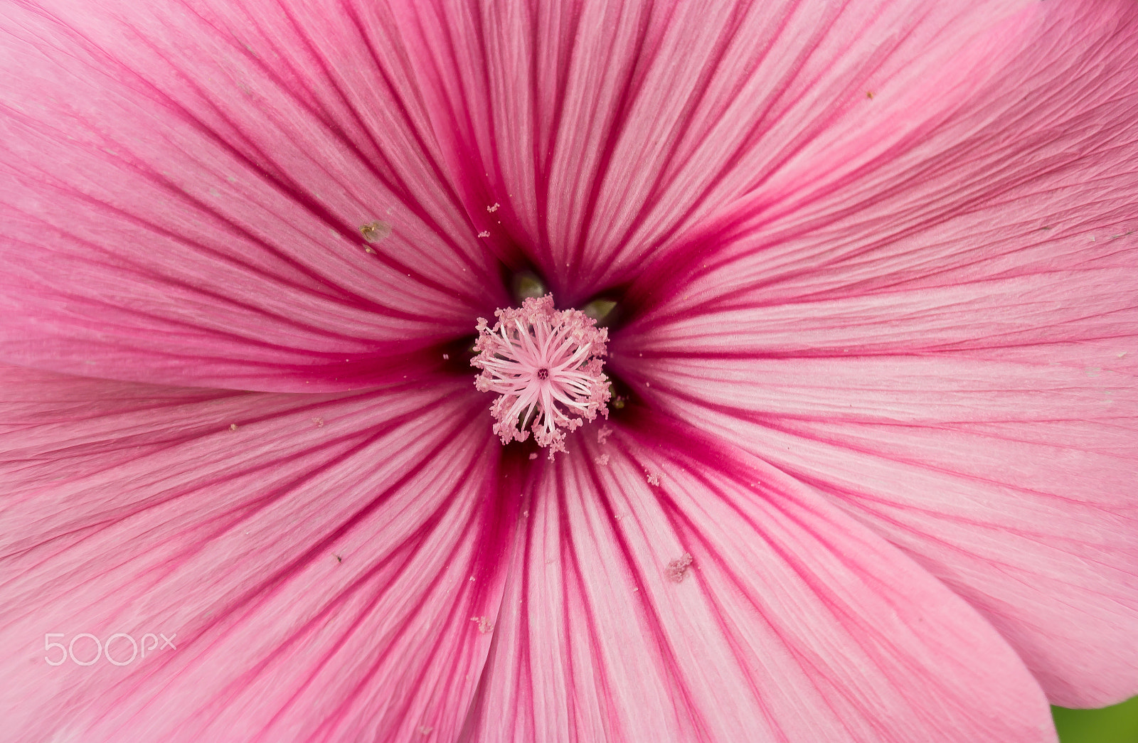 Samsung NX 18-200mm F3.5-6.3 ED OIS sample photo. To the center of the flower photography