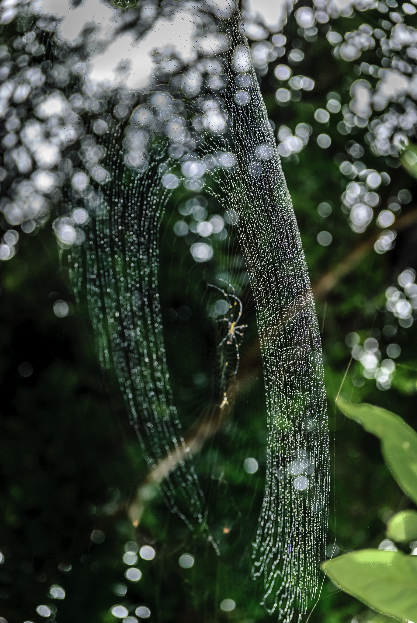 Nikon D40X + Nikon AF-S DX Nikkor 55-200mm F4-5.6G VR II sample photo. Morning dew & spider web photography