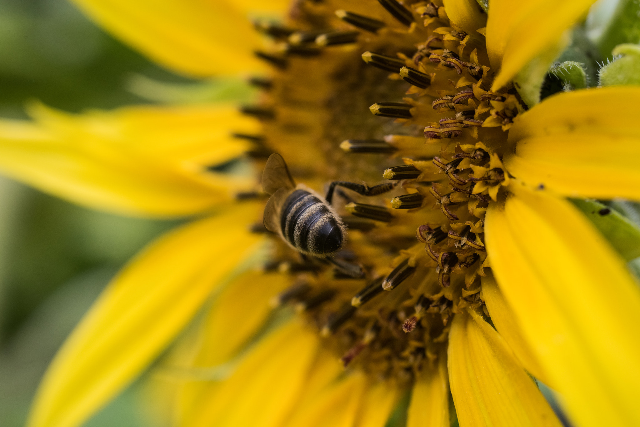 Nikon D810 + Sigma 50mm F2.8 EX DG Macro sample photo. Butt photography