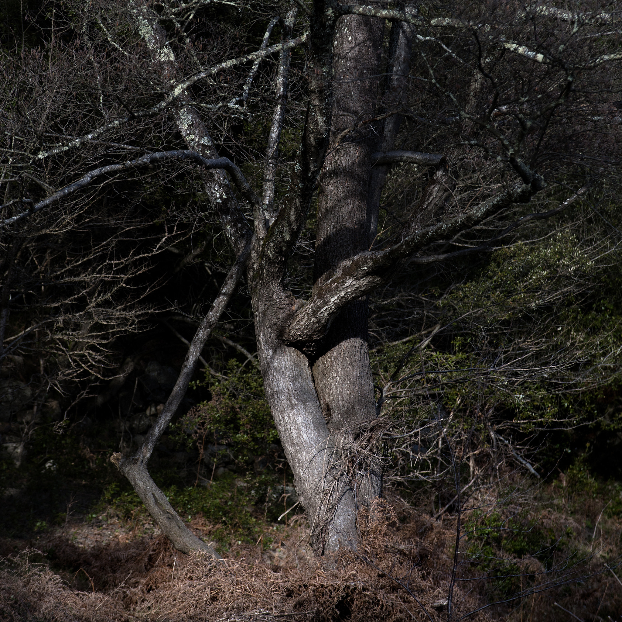AF-S Zoom-Nikkor 80-200mm f/2.8D IF-ED sample photo. Le long du gardon photography