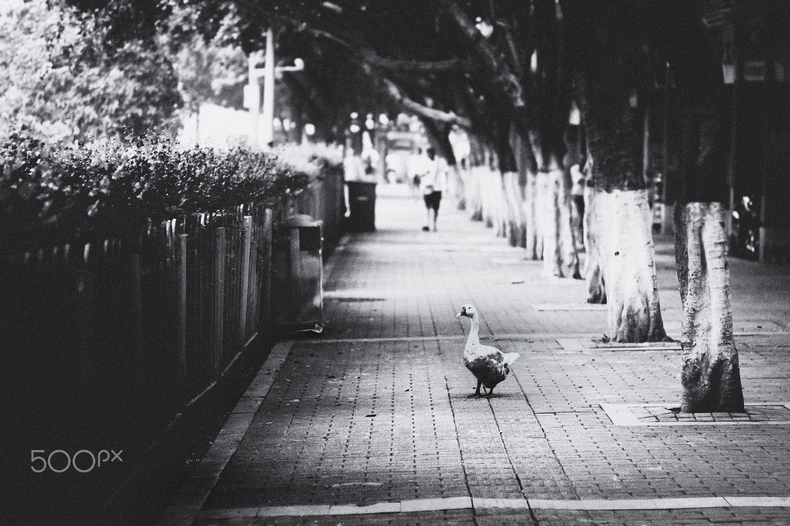 Pentax smc FA 77mm 1.8 Limited sample photo. Street 629# goose's street photography